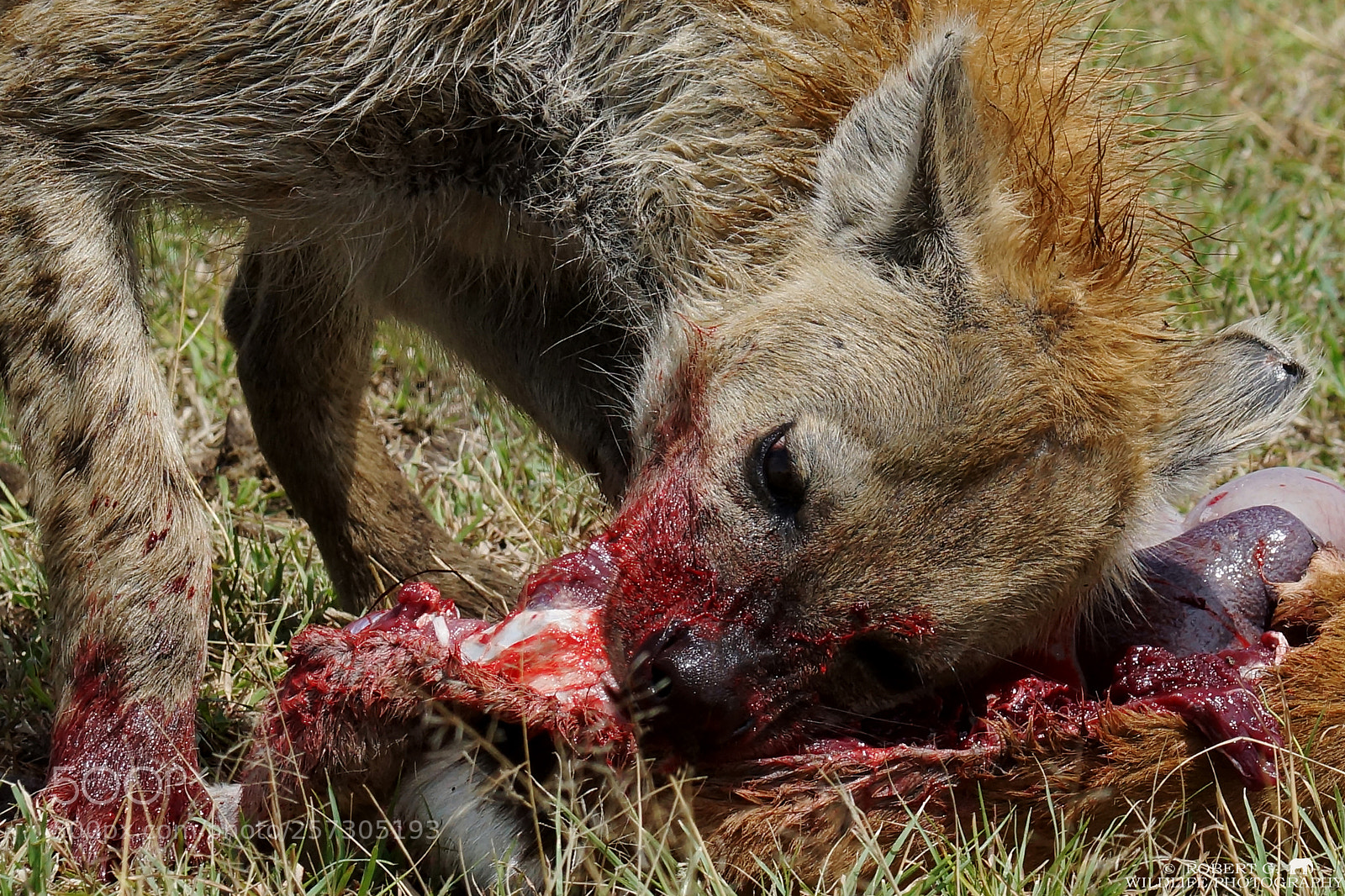 Sony SLT-A77 sample photo. Hungry hyena photography