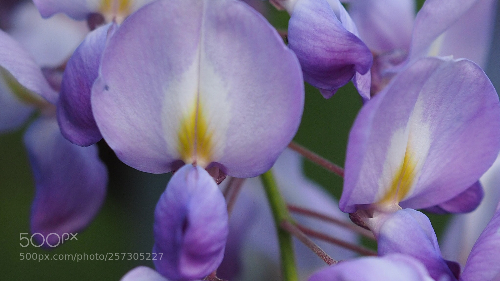 Olympus OM-D E-M1 sample photo. Nice flower photography