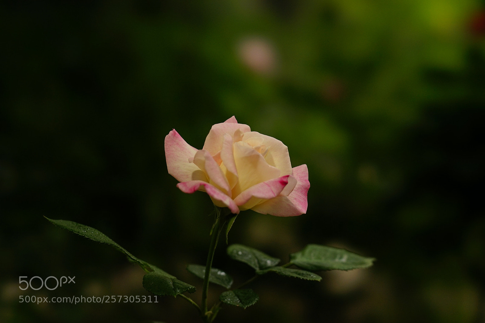 Sony a7 II sample photo. 展翅 photography