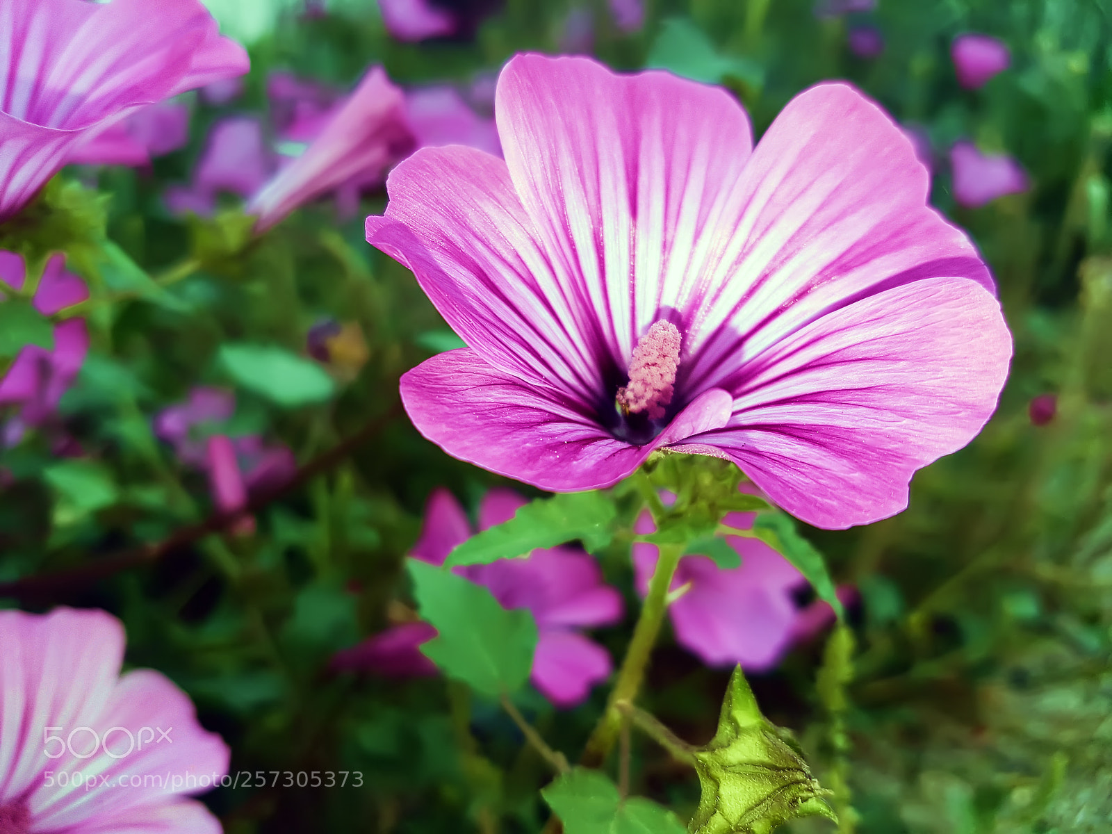 Samsung Galaxy S7 sample photo. Beatifull flower photography