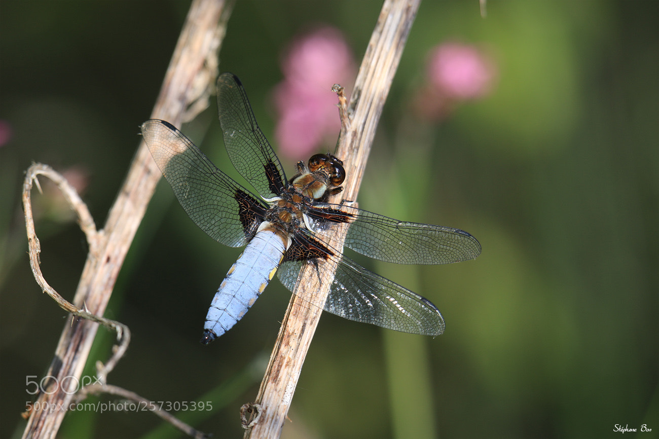 Canon EOS 70D sample photo. La grande d prim photography