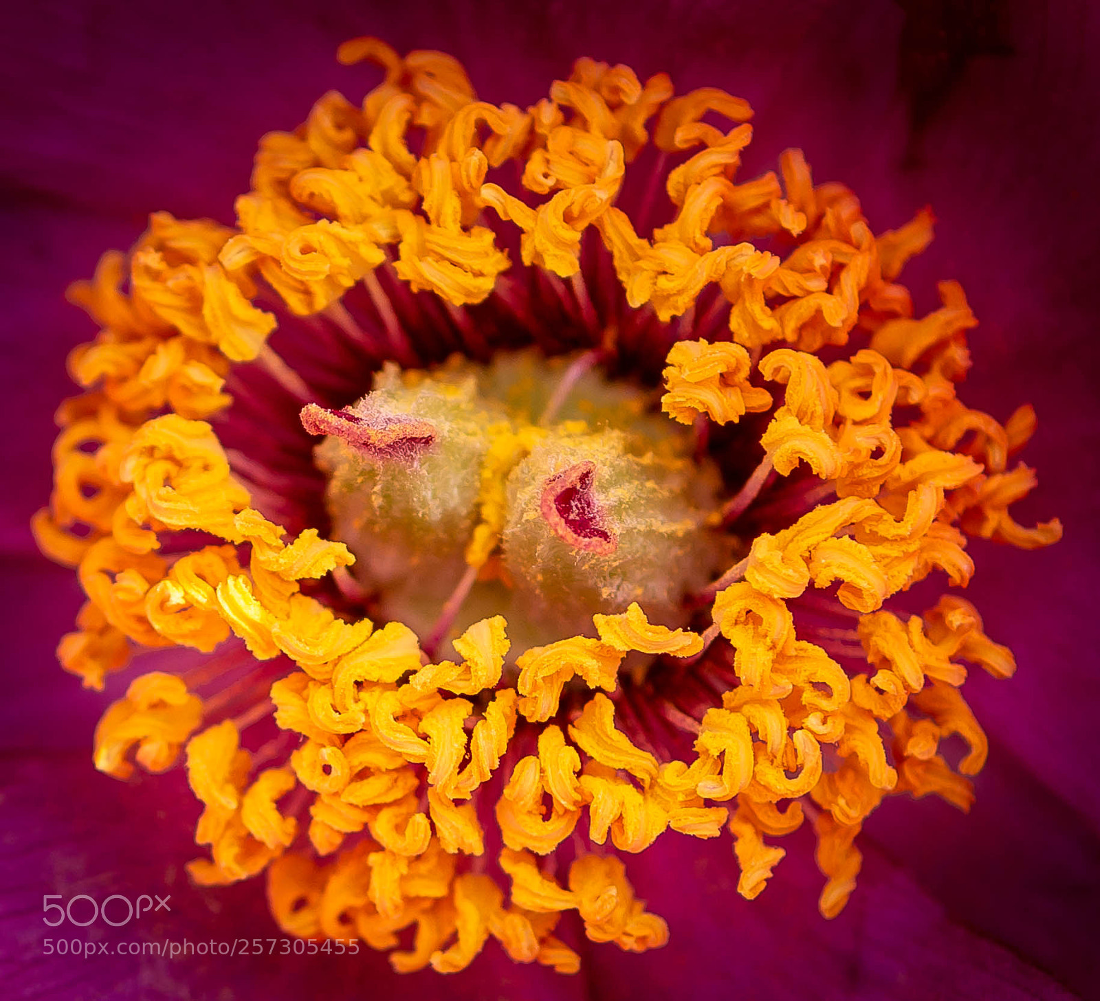 Nikon D7100 sample photo. Botanical garden zurich photography