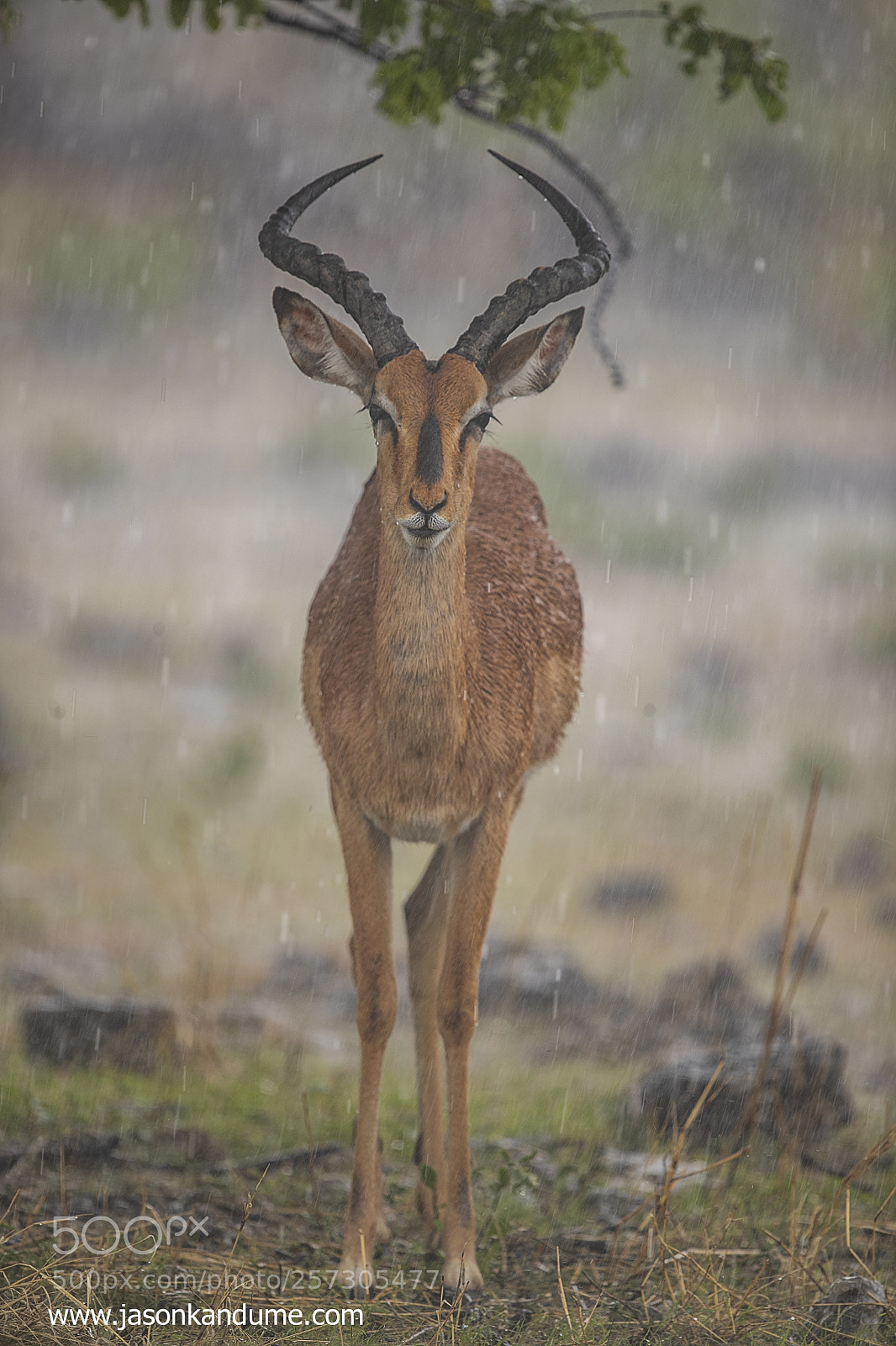 Canon EOS-1D X Mark II sample photo. In the rain photography