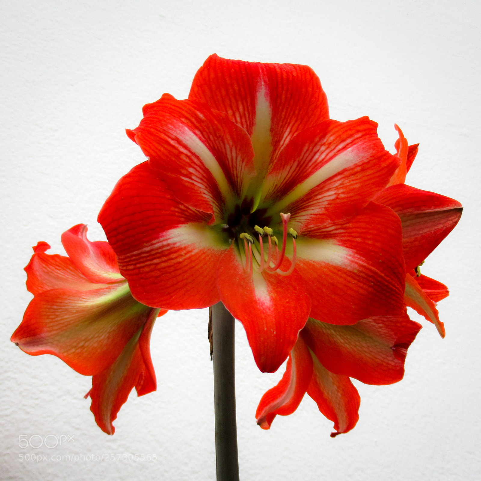 Canon PowerShot SX620 HS sample photo. Amaryllis photography