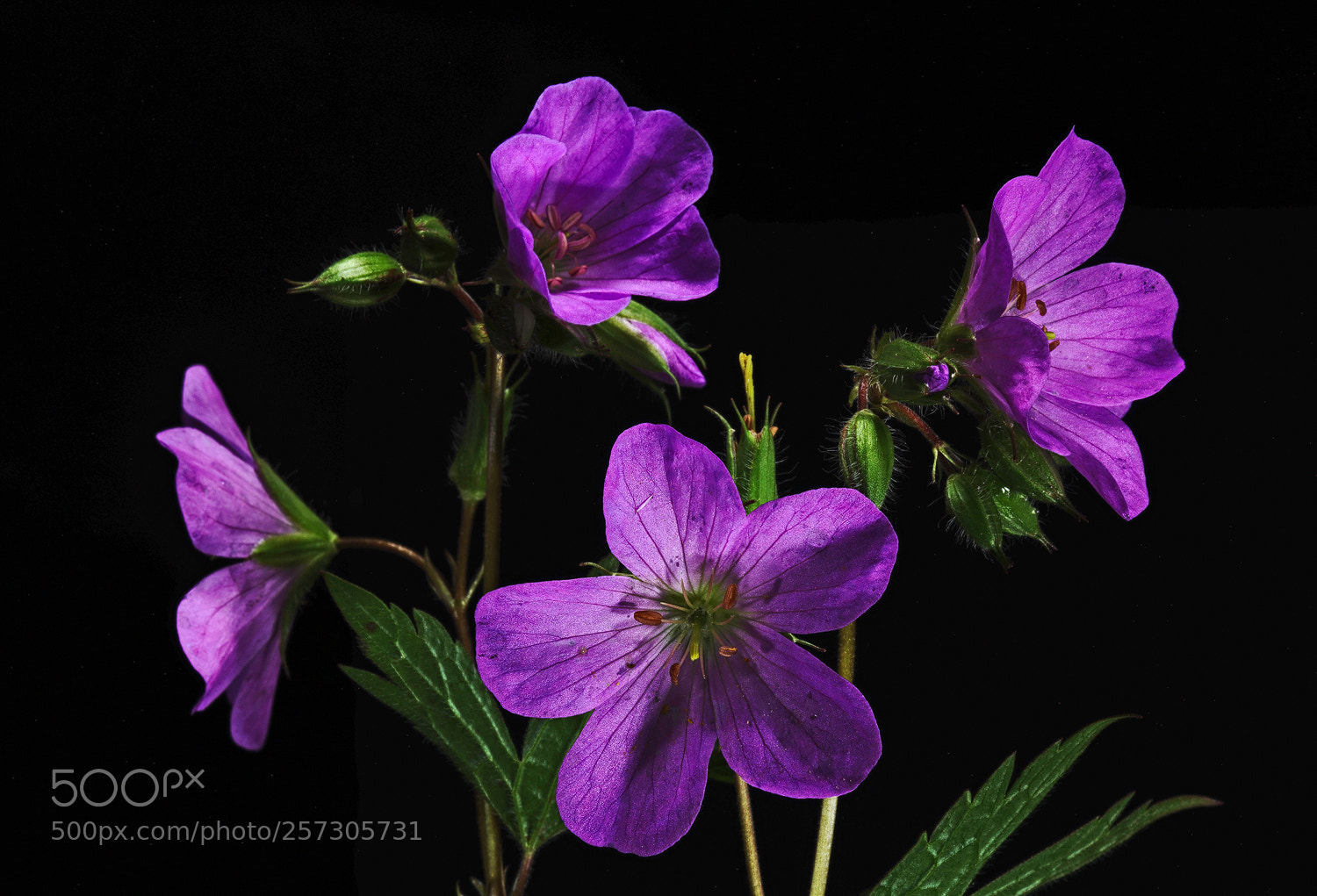Sony a7R II sample photo. Wild geranium quartet photography