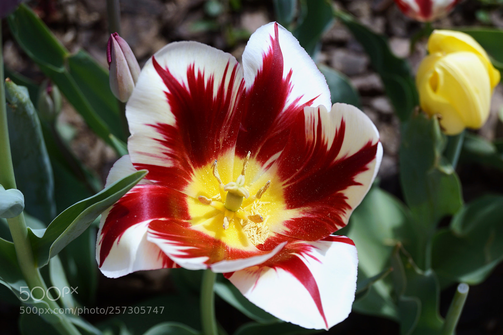 Sony SLT-A68 sample photo. Lovely tulip photography