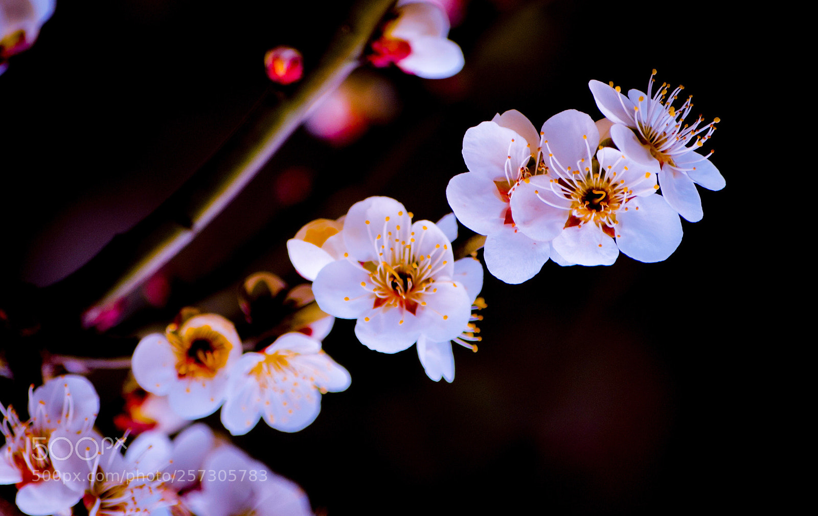 Nikon D5300 sample photo. Blossoms at dark photography