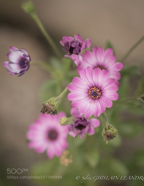 Nikon D500 sample photo. Untitled photography