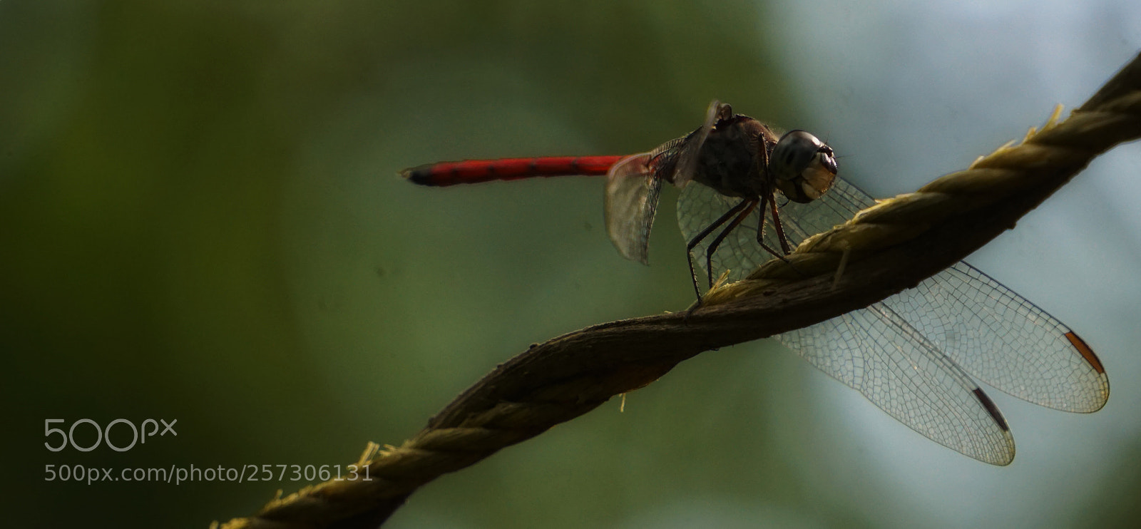 Sony a6000 sample photo. The red dragon photography