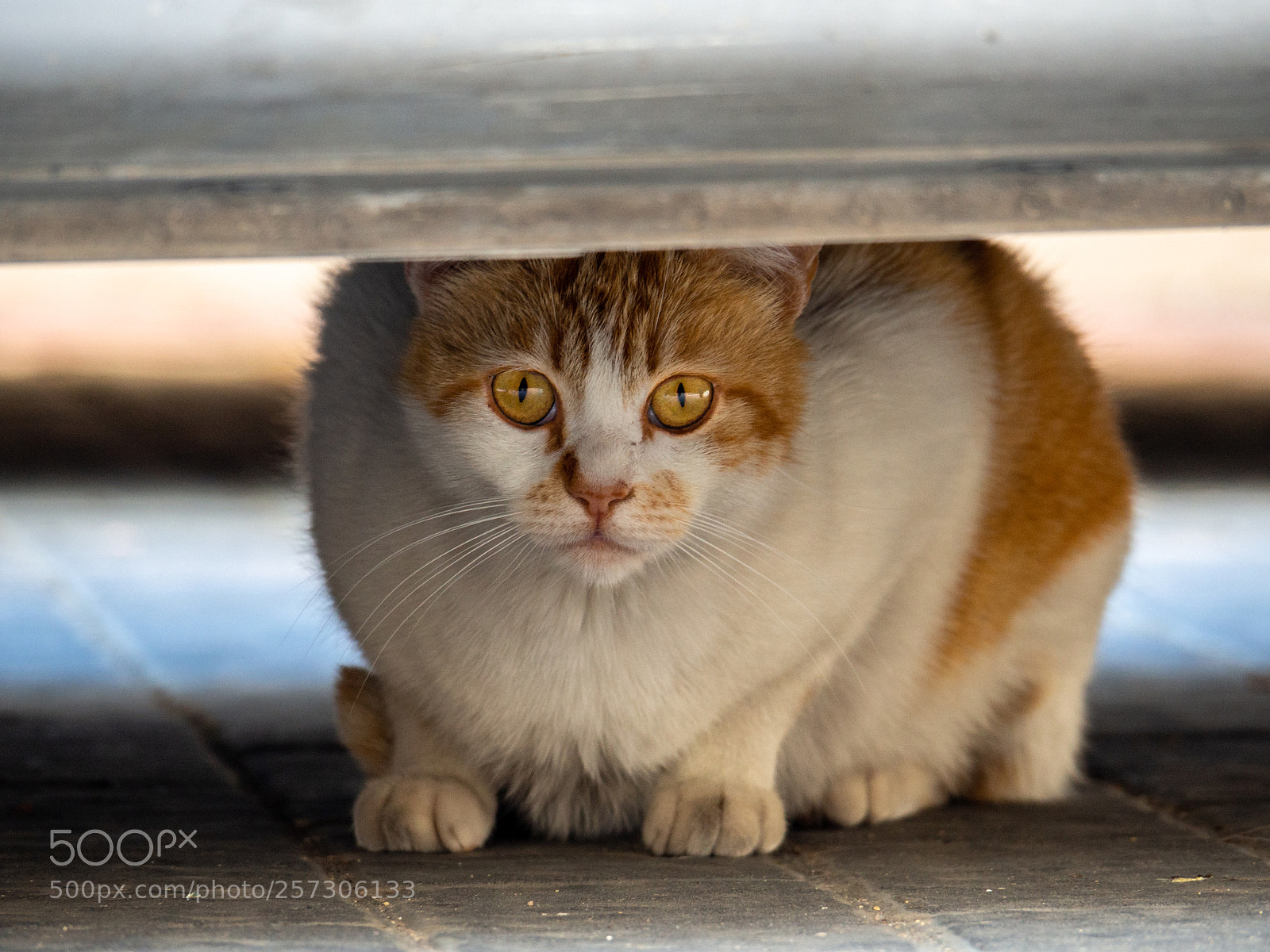 Olympus OM-D E-M10 II sample photo. El gato isidoro de photography