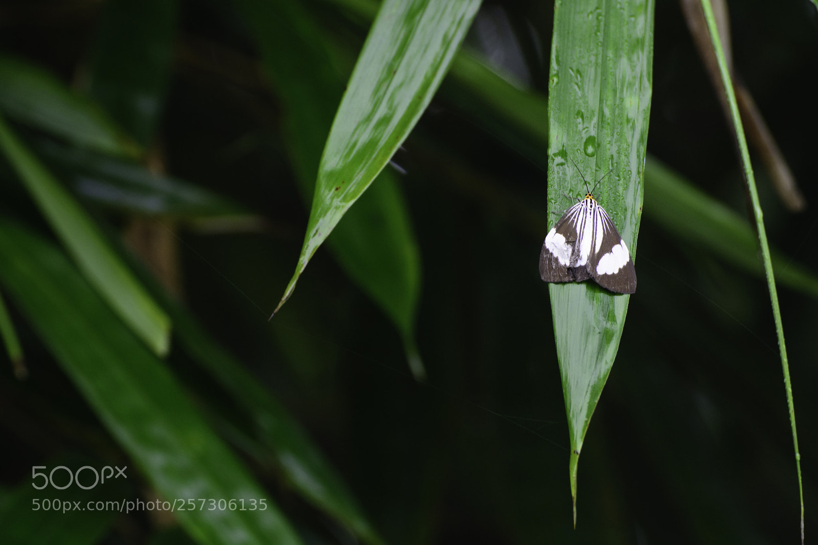 Nikon D7100 sample photo. Butterfly photography