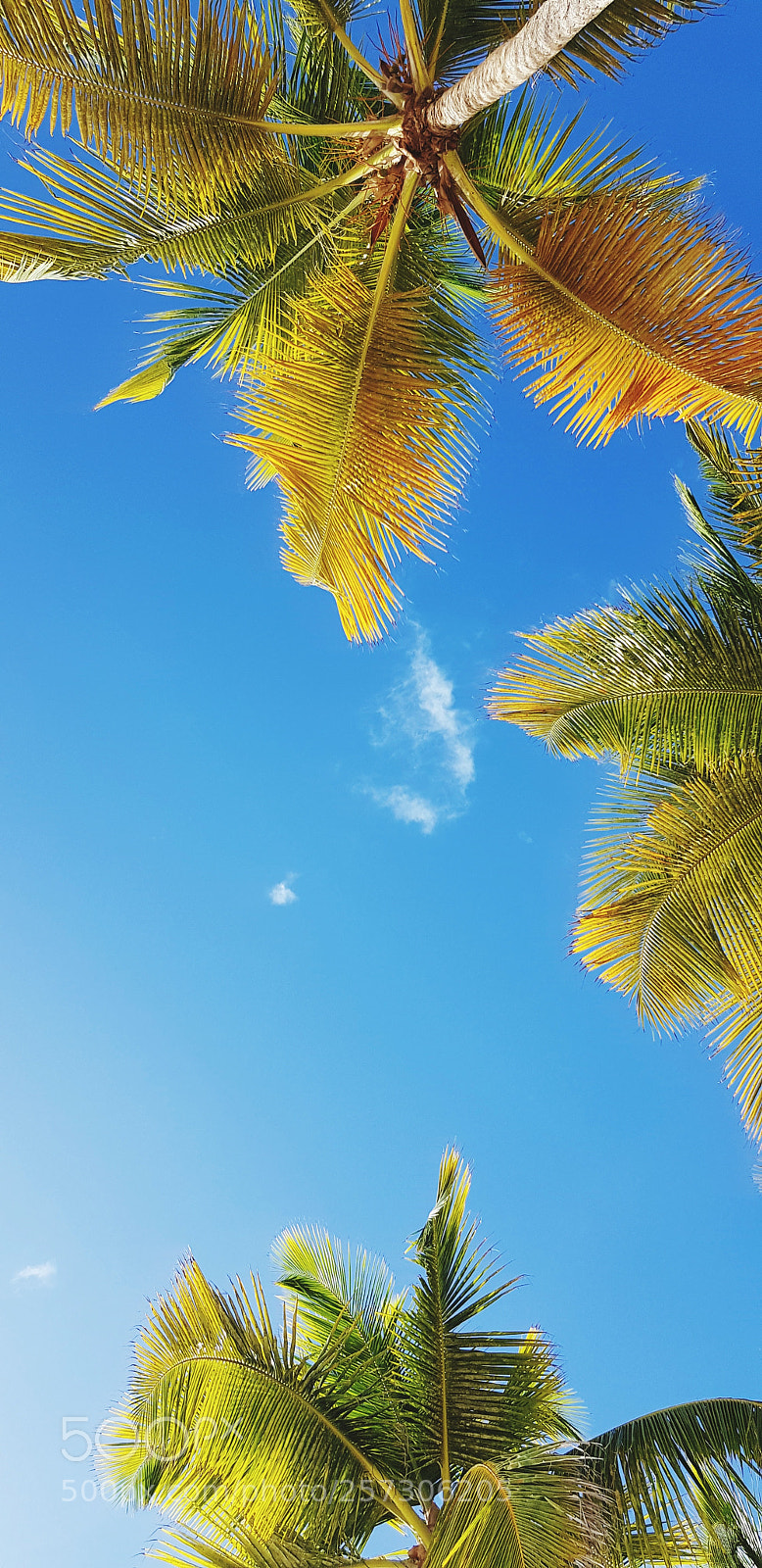 Samsung Galaxy S8 sample photo. Palm leaf photography