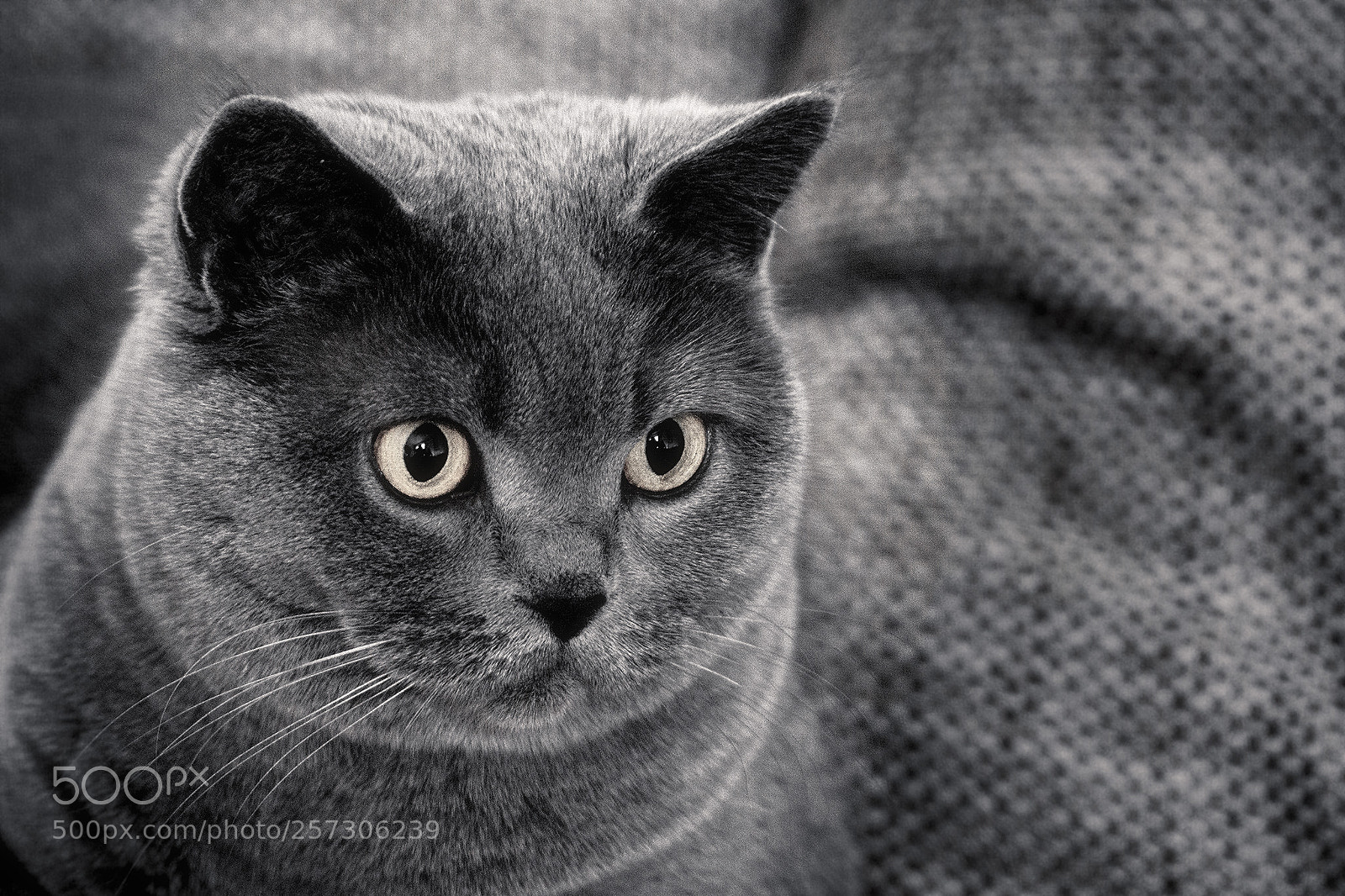 Sony a6000 sample photo. Cat photography