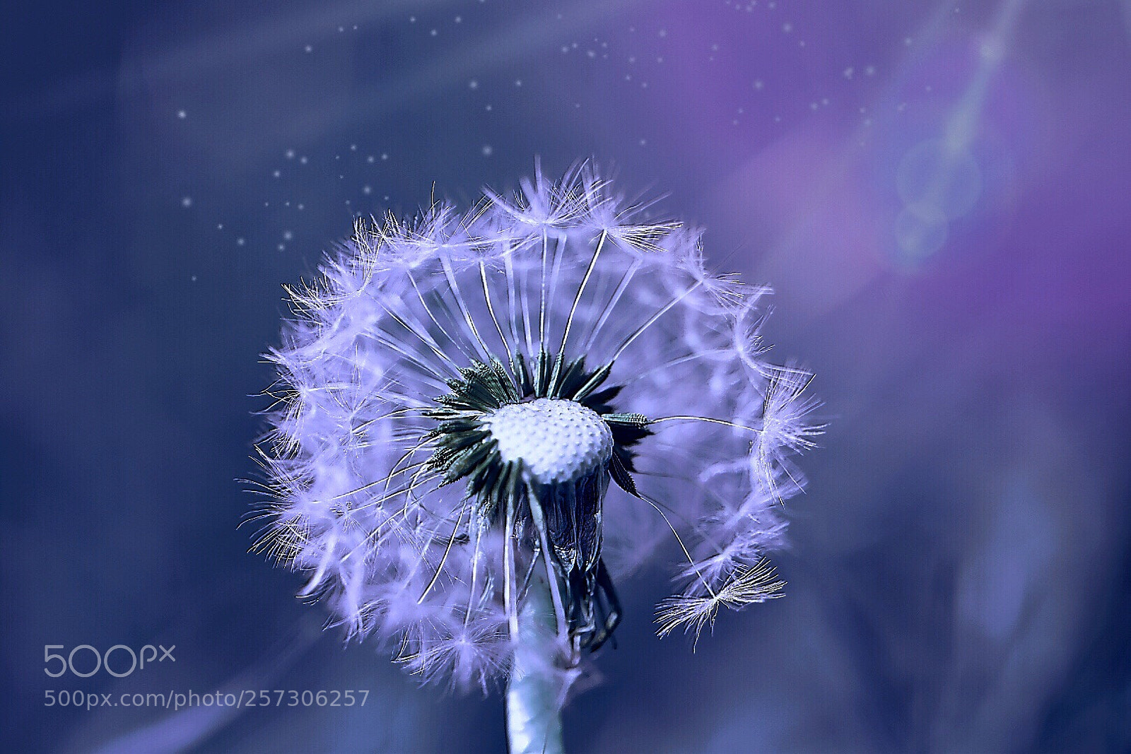 Nikon D5600 sample photo. Dandelion impression.. photography