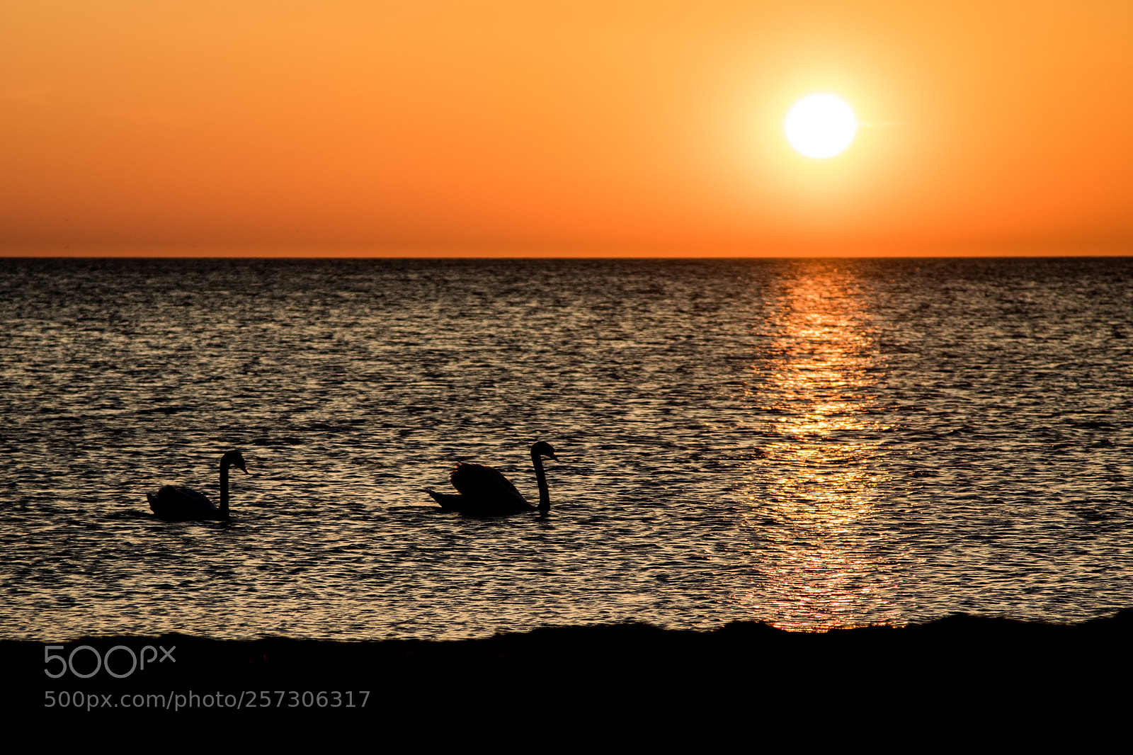 Canon EOS 7D Mark II sample photo. Swans in the sunset photography