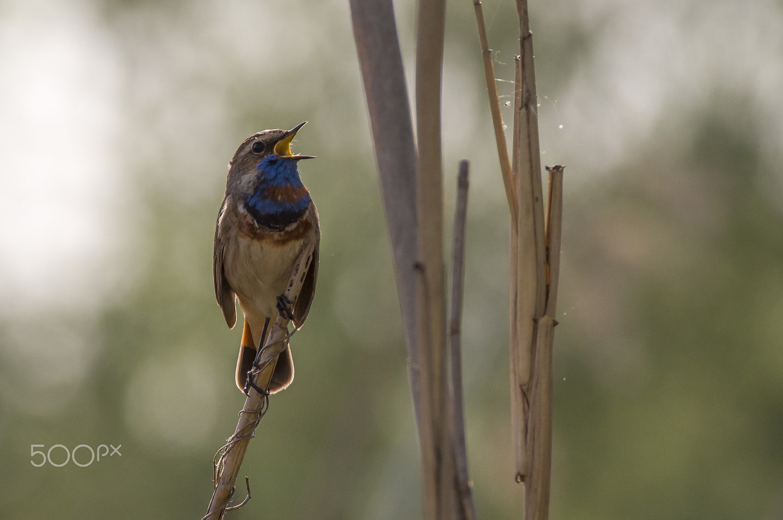 Pentax KP sample photo. Bluethroat photography