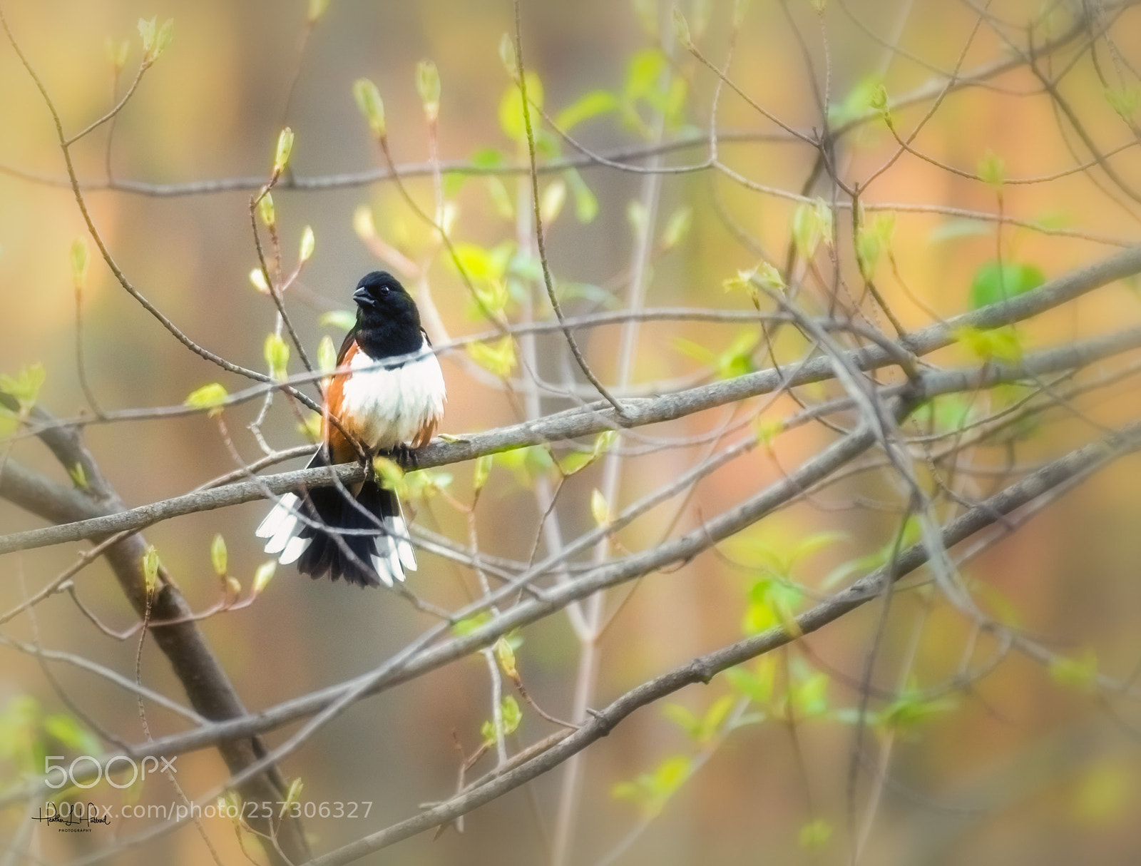 Nikon D810 sample photo. Male eastern photography