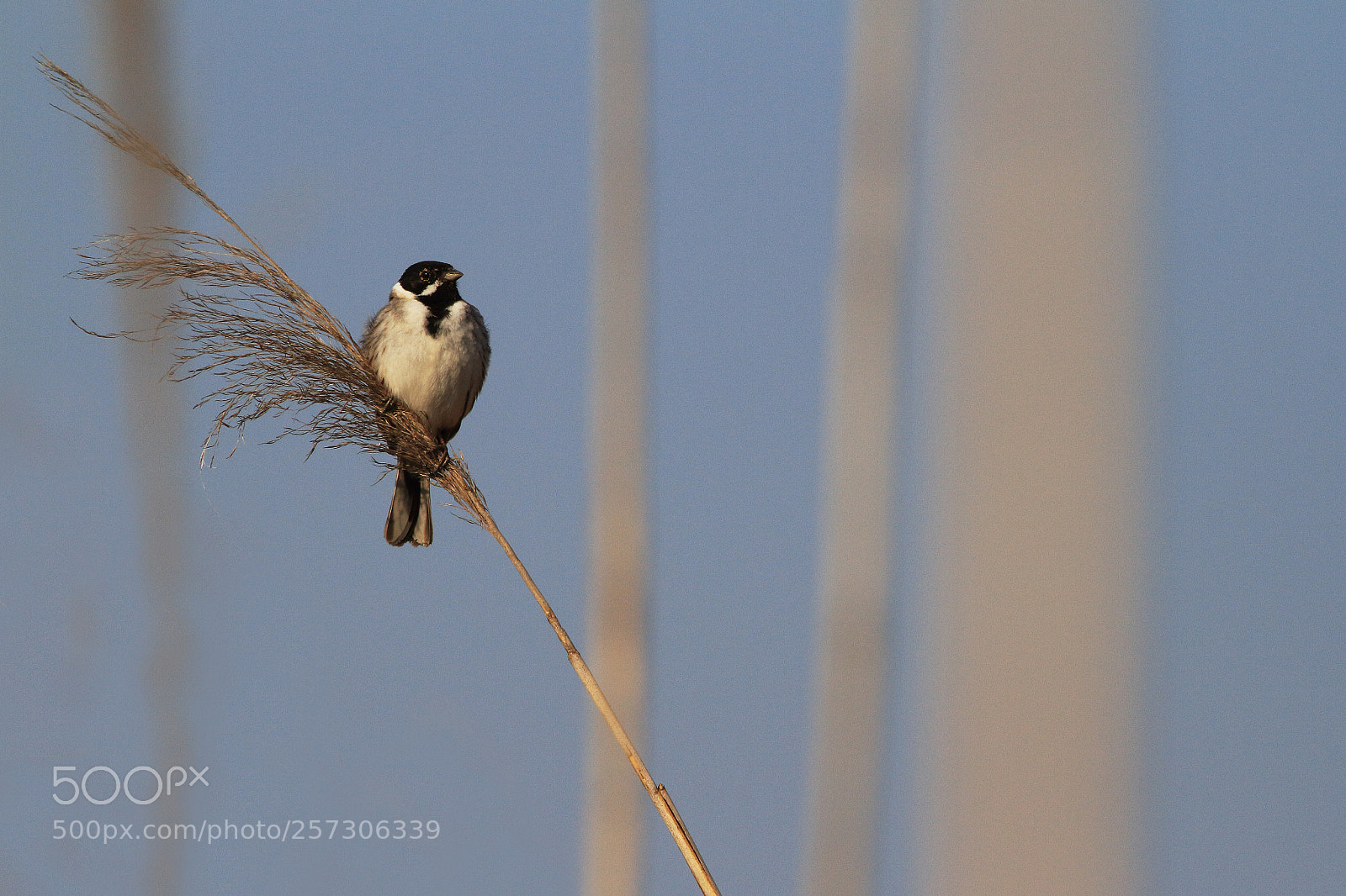 Canon EOS 7D sample photo. Reed bunting on reeds photography