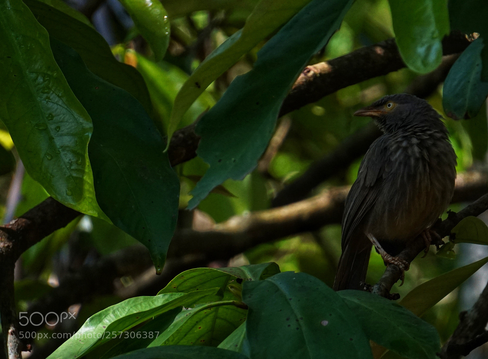 Sony a6000 sample photo. Percher photography
