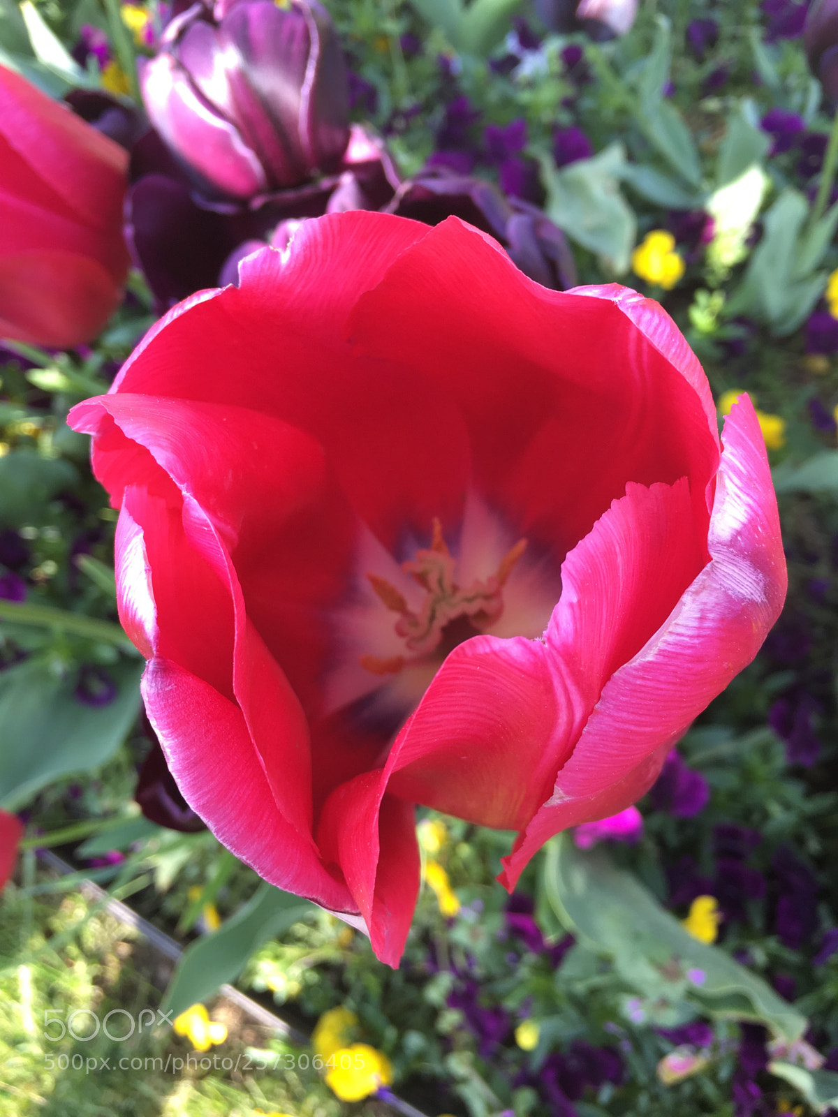 Apple iPhone 6s sample photo. Bella photography