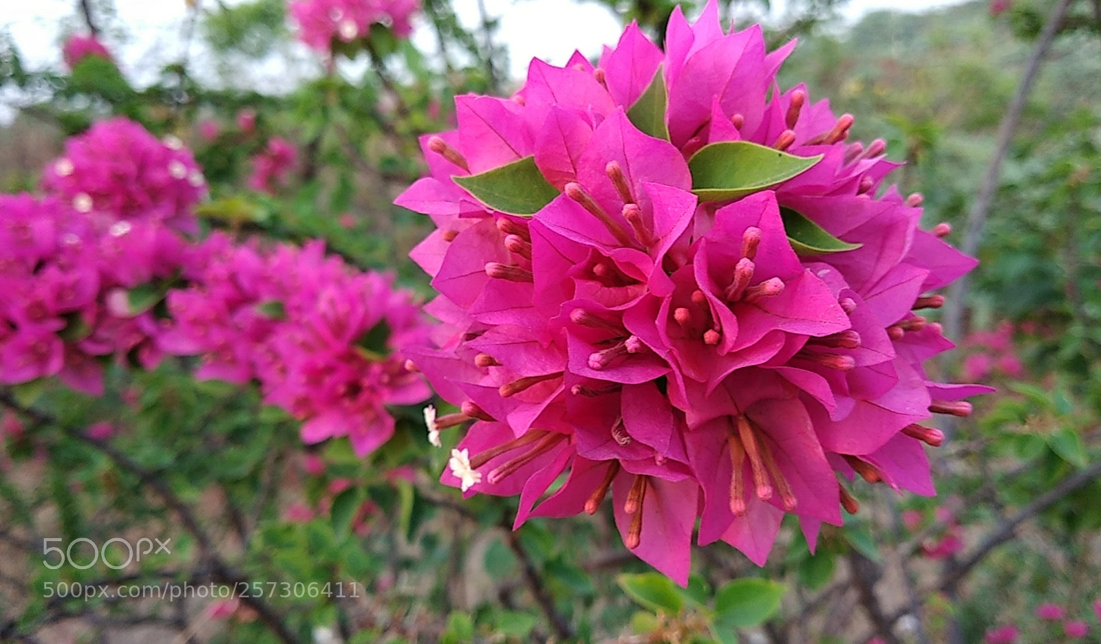 Xiaomi Redmi Note 5 sample photo. Untitled photography
