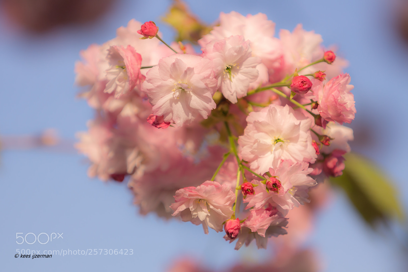 Sony SLT-A77 sample photo. Blossom in spring. photography