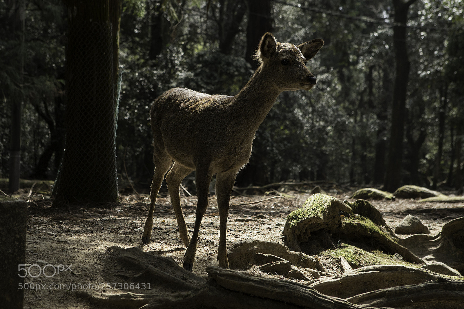 Canon EOS 6D Mark II sample photo. Fairy tale photography