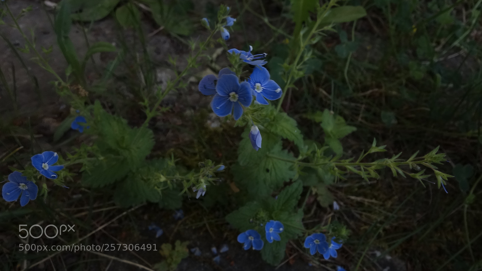 Sony Cyber-shot DSC-RX100 sample photo. Blue photography