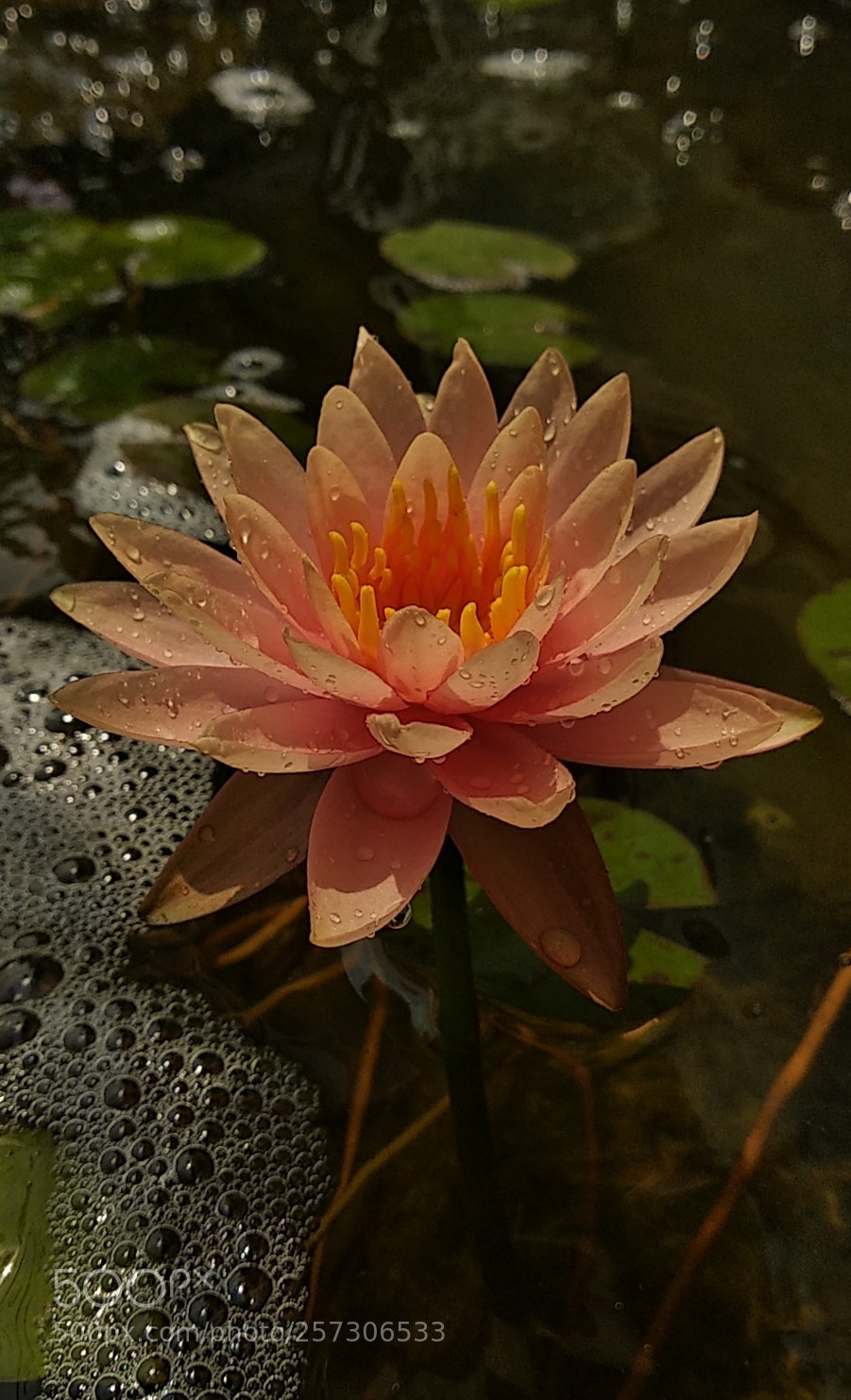 Xiaomi Redmi Note 5 sample photo. Untitled photography