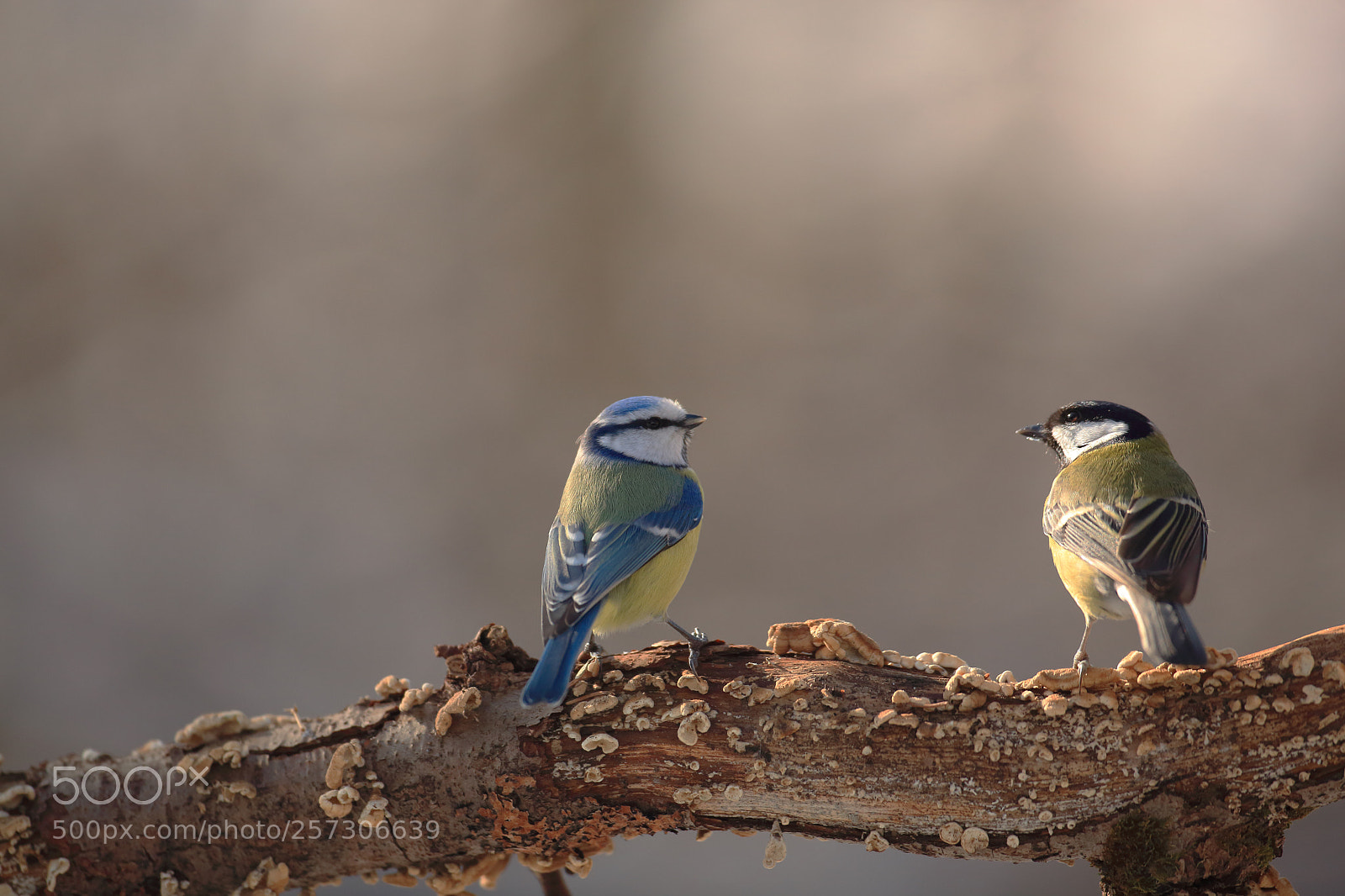 Canon EOS 5D Mark II sample photo. Blue tit and great photography