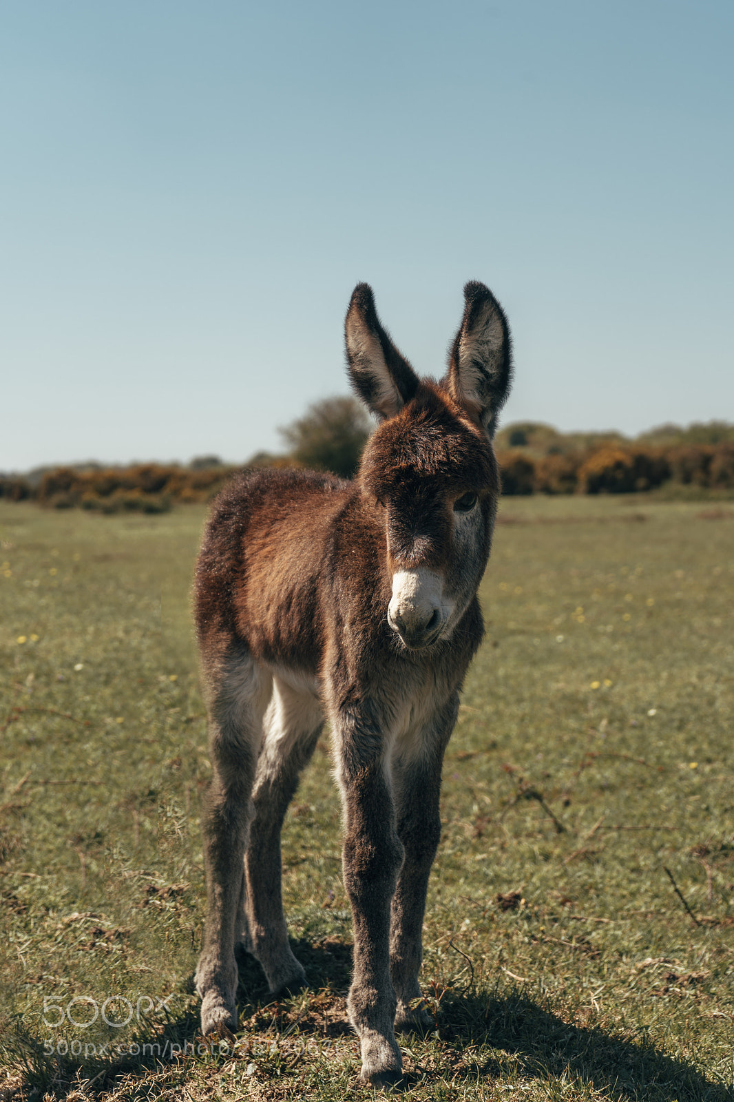 Sony a7 III sample photo. Baby donkey photography