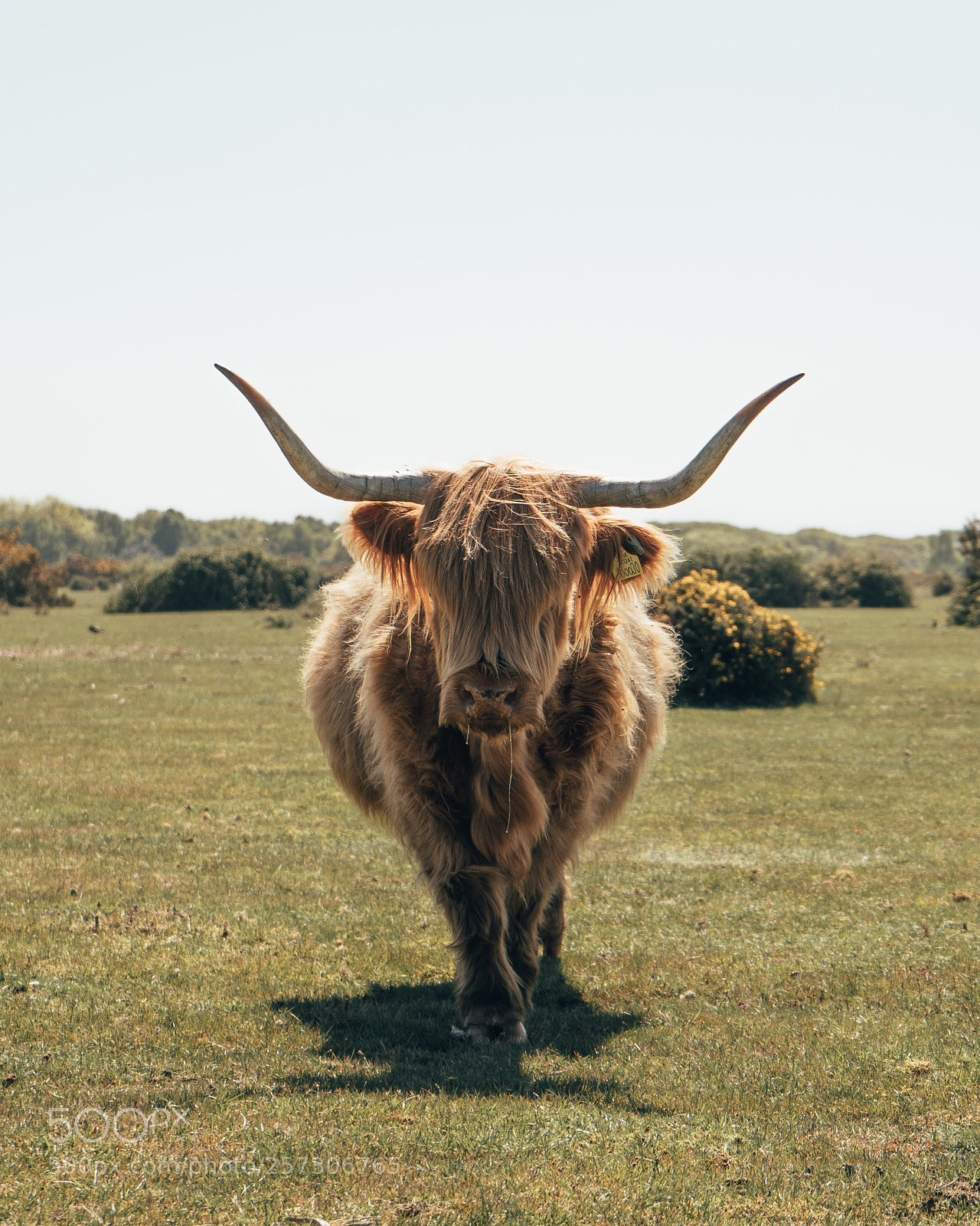 Sony a7 III sample photo. Highland cattle photography