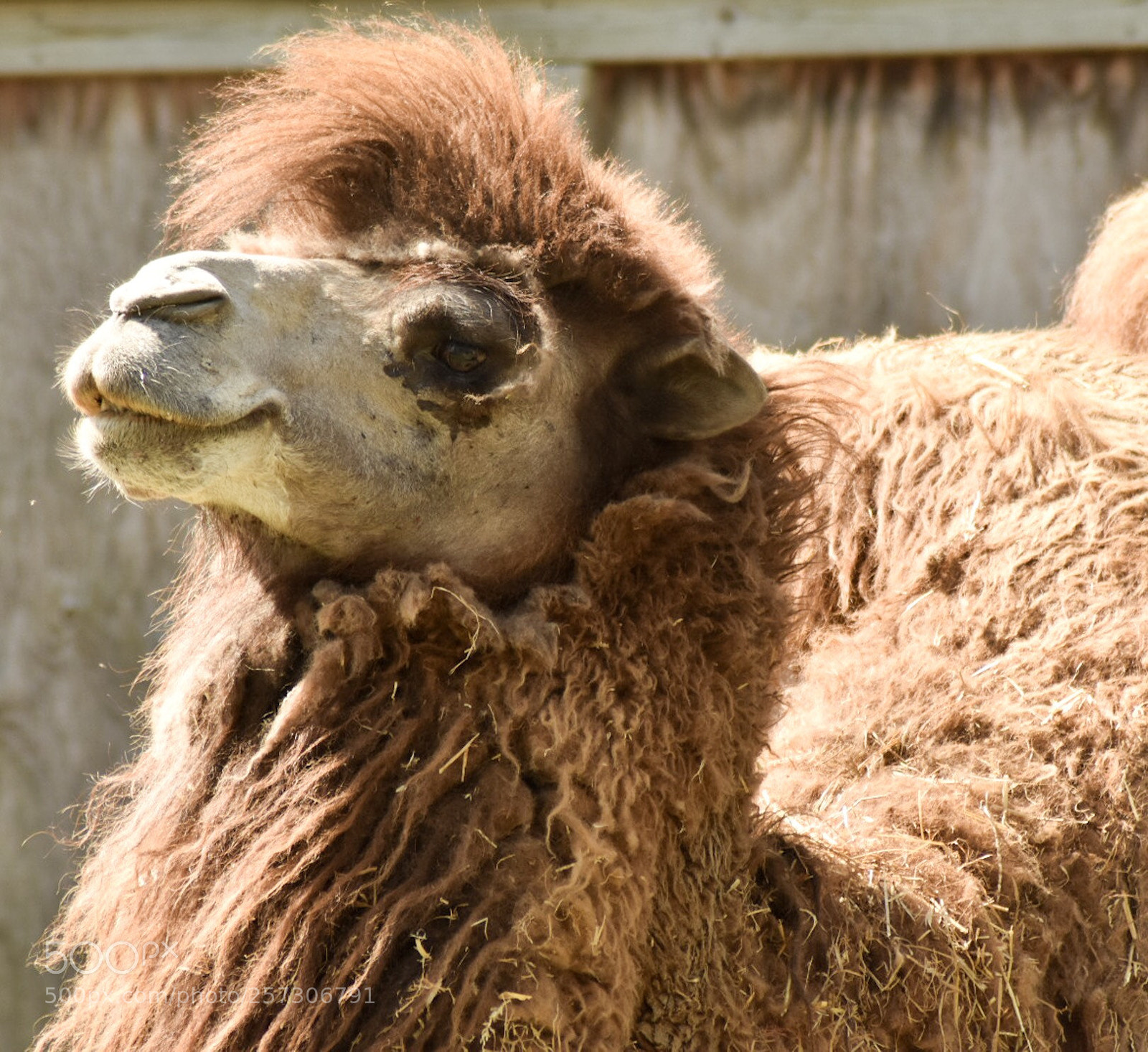 Nikon D3400 sample photo. Conan camel! photography