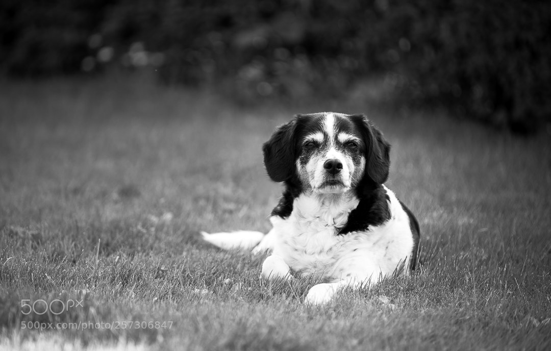 Canon EOS 5D Mark IV sample photo. A cute model photography