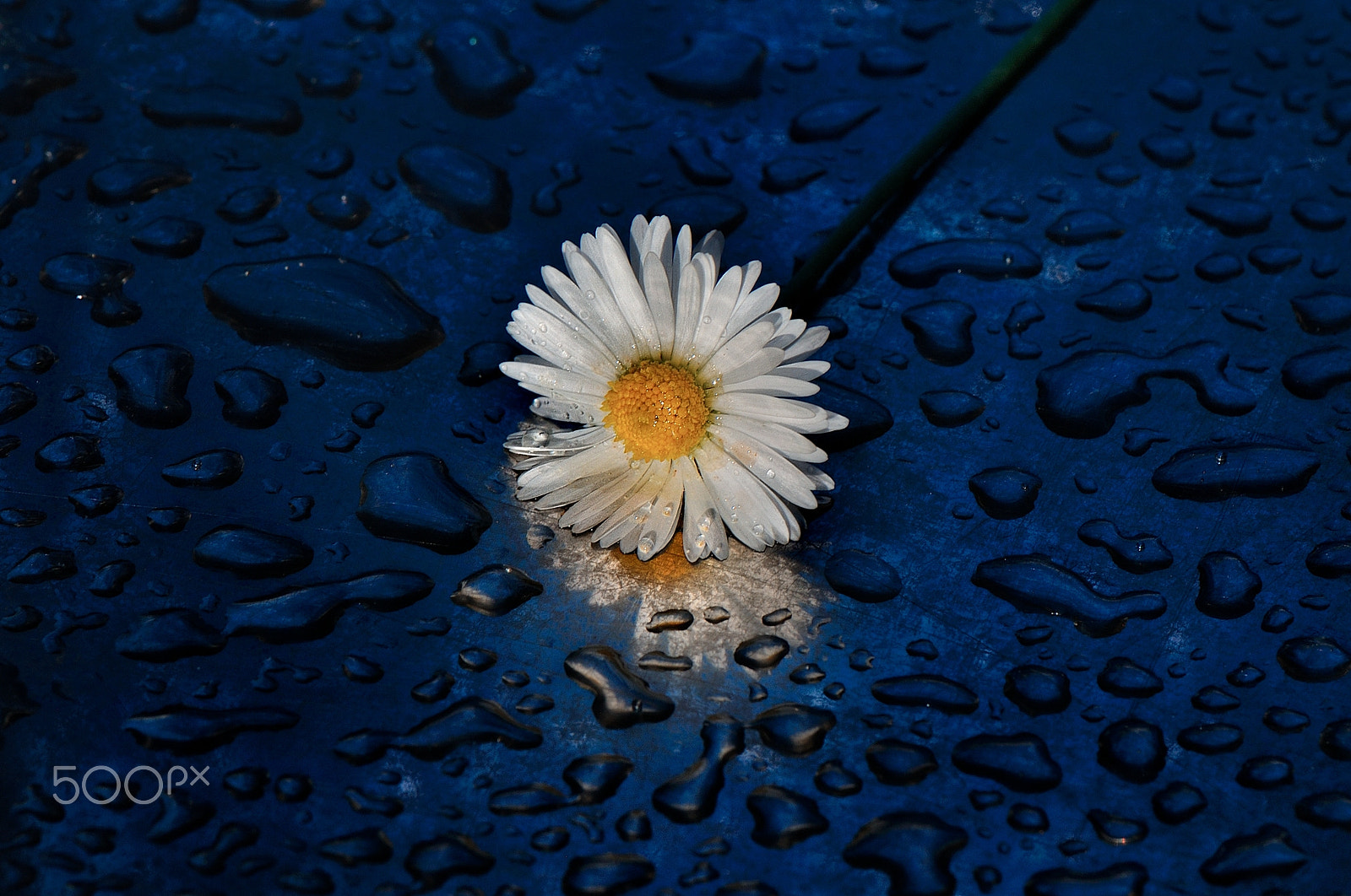 Nikon AF-S Micro-Nikkor 105mm F2.8G IF-ED VR sample photo. Spring, in blue photography