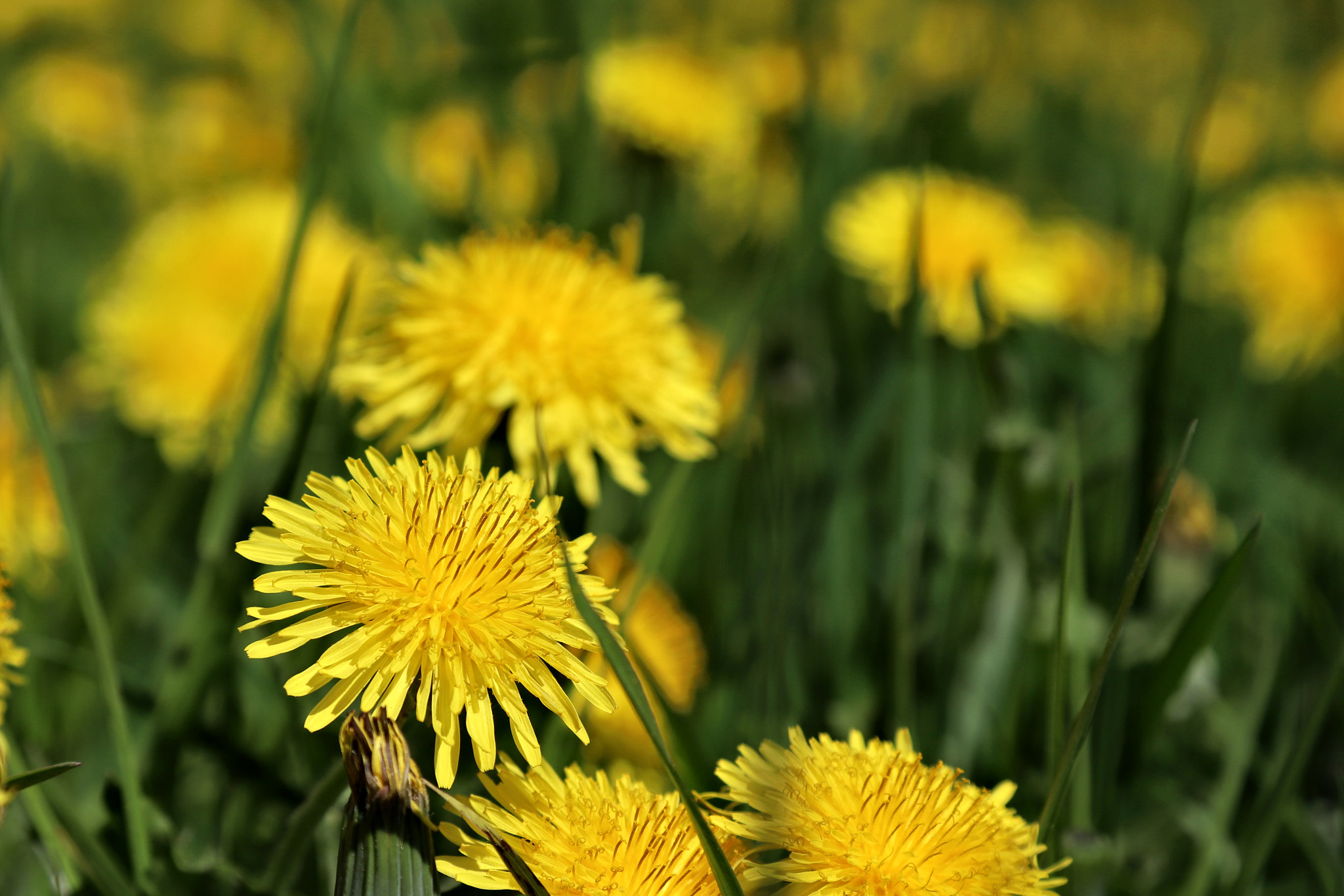 Canon EOS 6D Mark II sample photo. Spring photography