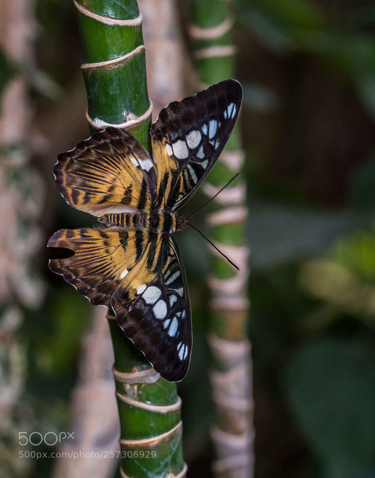 Canon EOS 7D sample photo. Clipper (parthenos sylvia sylvia) photography