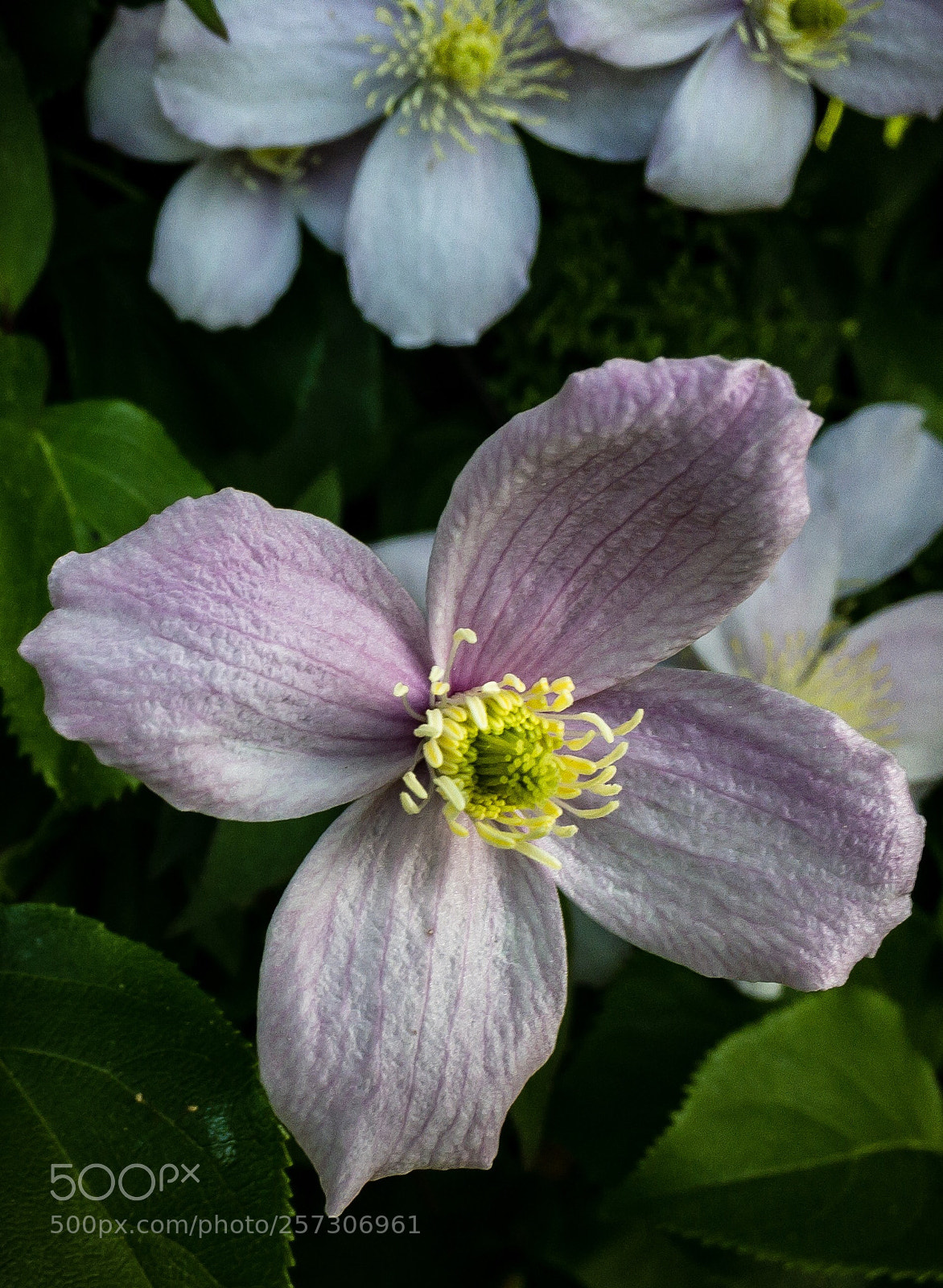 Apple iPhone 6s sample photo. Out photography