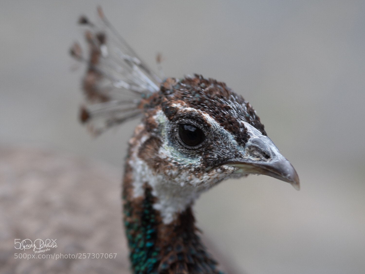 Canon EOS 6D Mark II sample photo. Guckst du 1 photography
