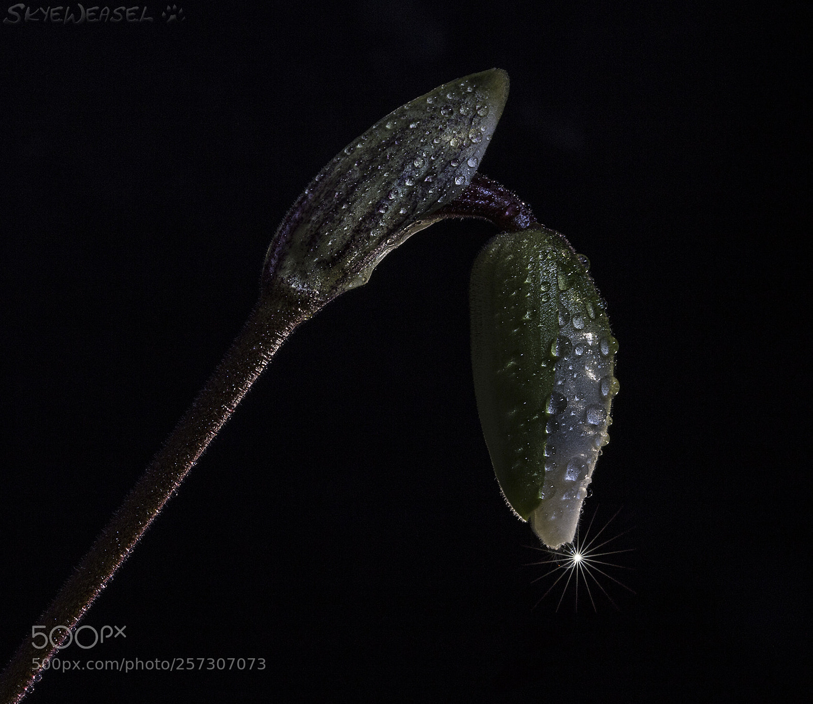 Canon EOS 6D sample photo. Impending bloom photography