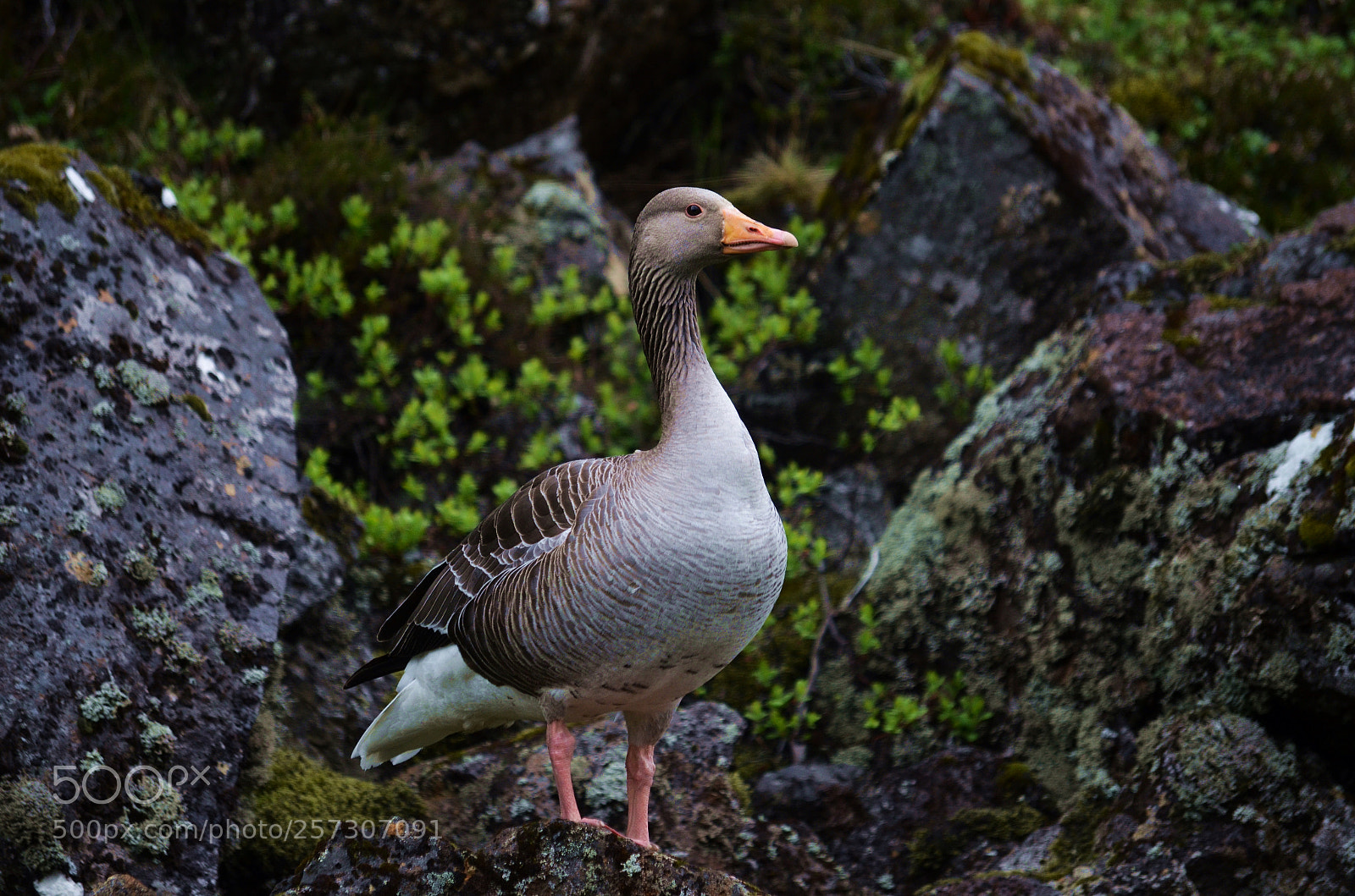 Nikon D5100 sample photo. Wild goose thingvellir national photography