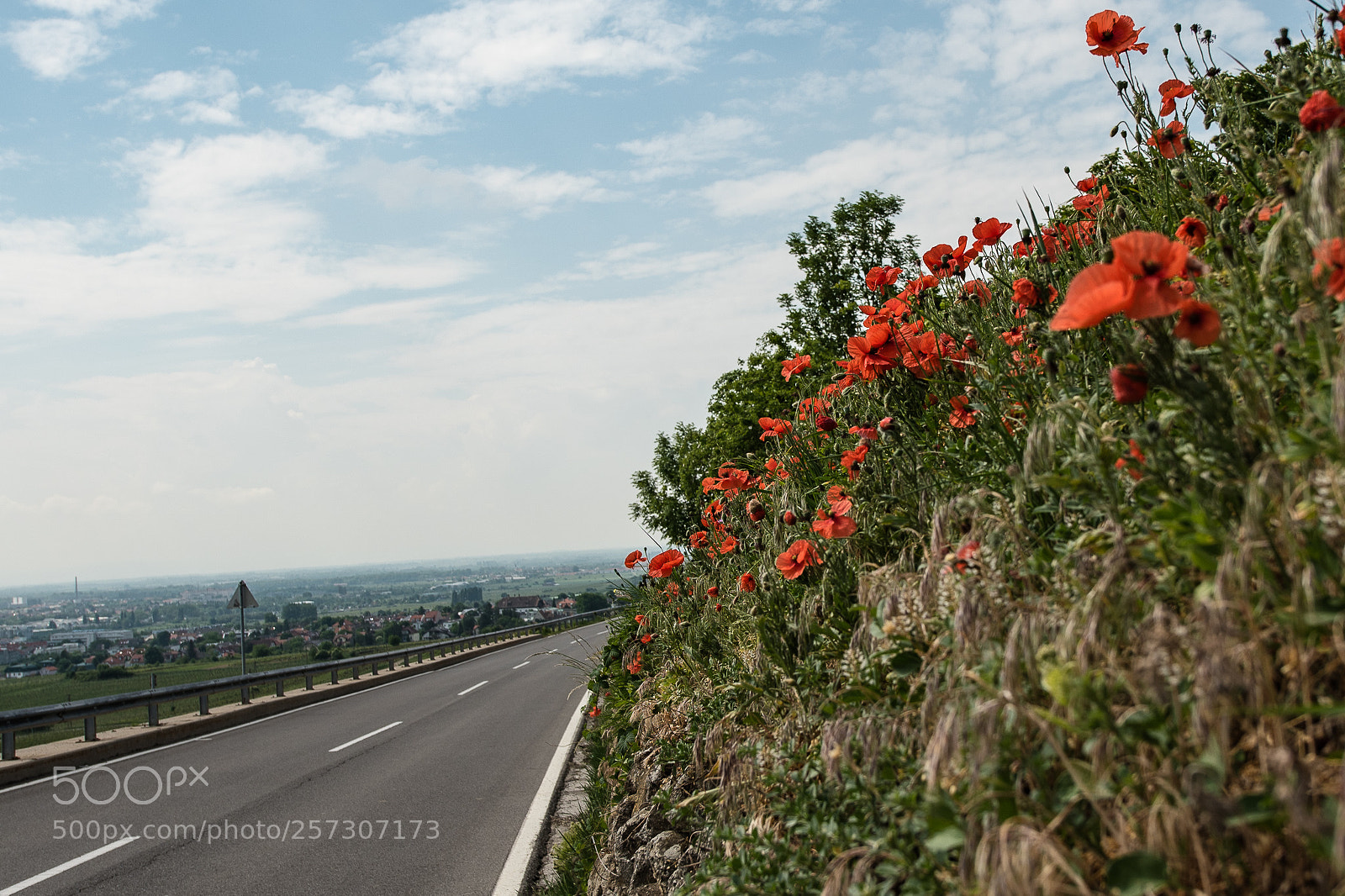 Nikon D750 sample photo. Poppy photography