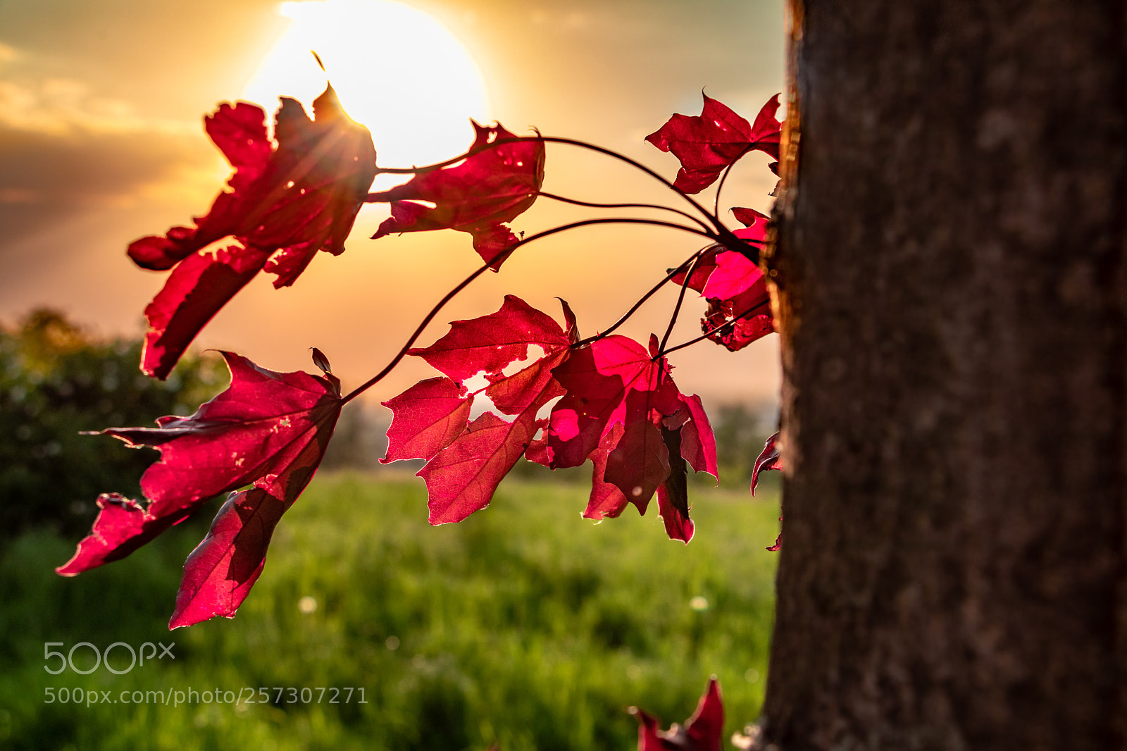 Canon EOS 80D sample photo. Red leaves photography