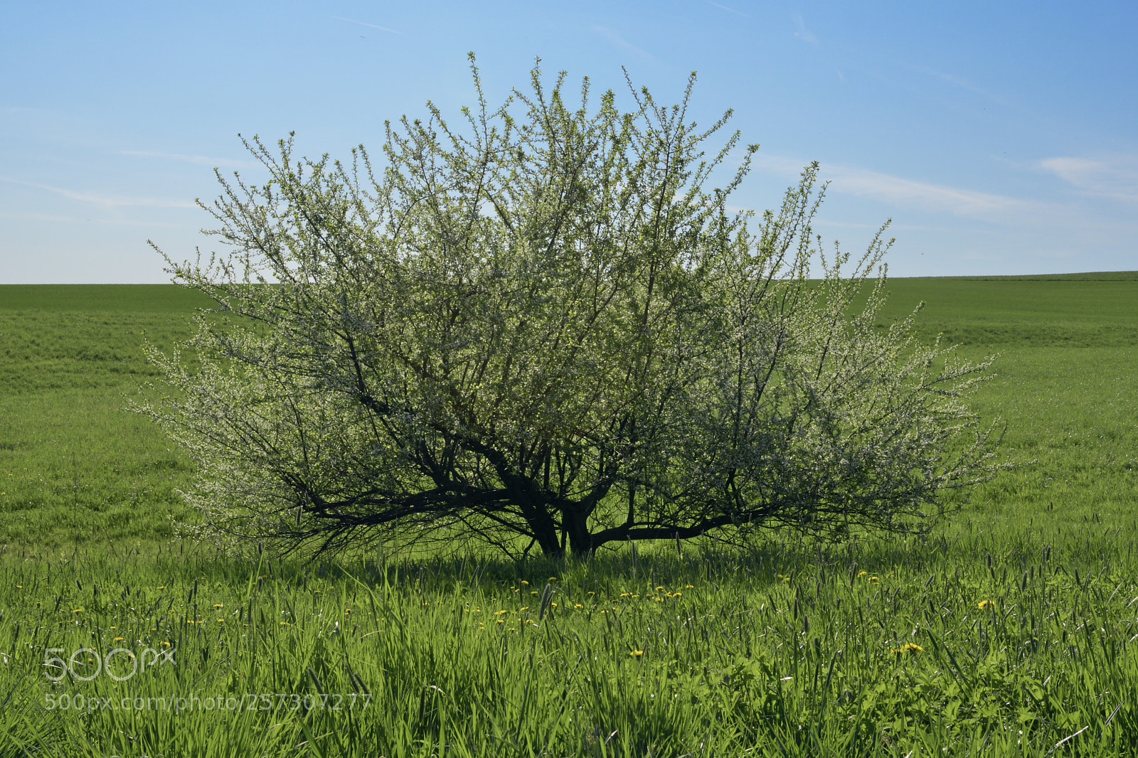 Nikon D7500 sample photo. Bush, singular photography