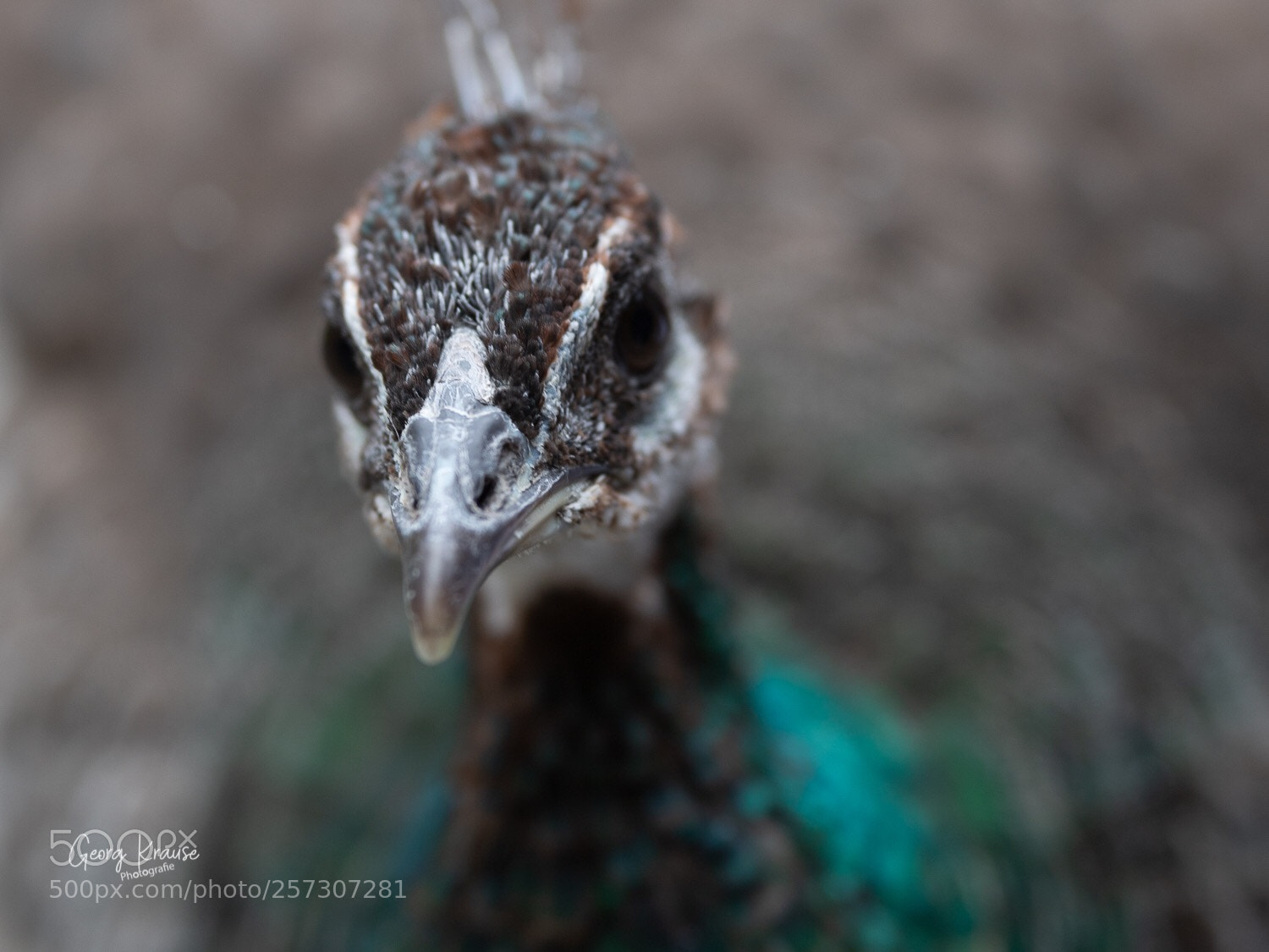 Canon EOS 6D Mark II sample photo. Guckst du 2 photography