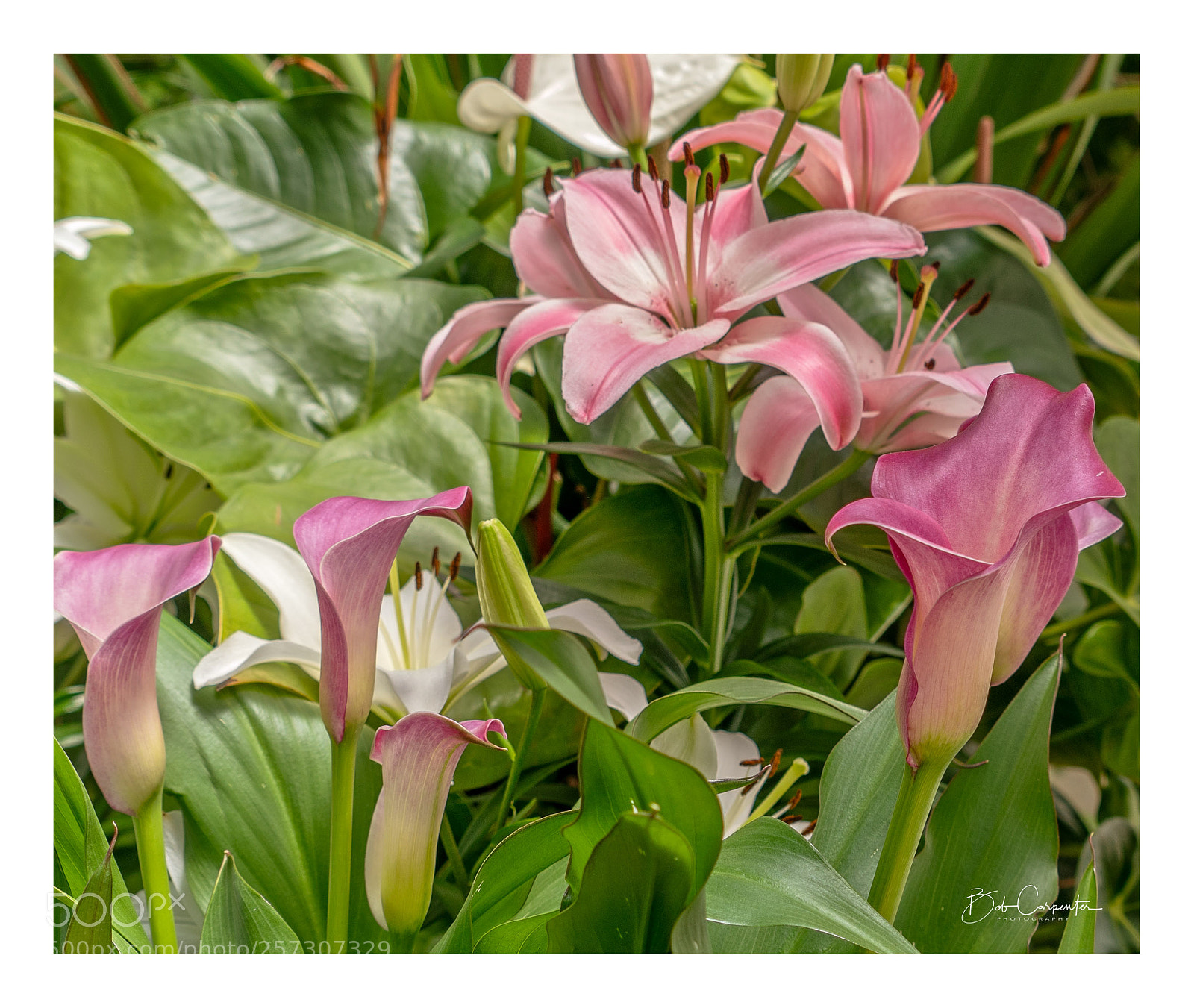 Sony a7R II sample photo. Color me purple photography