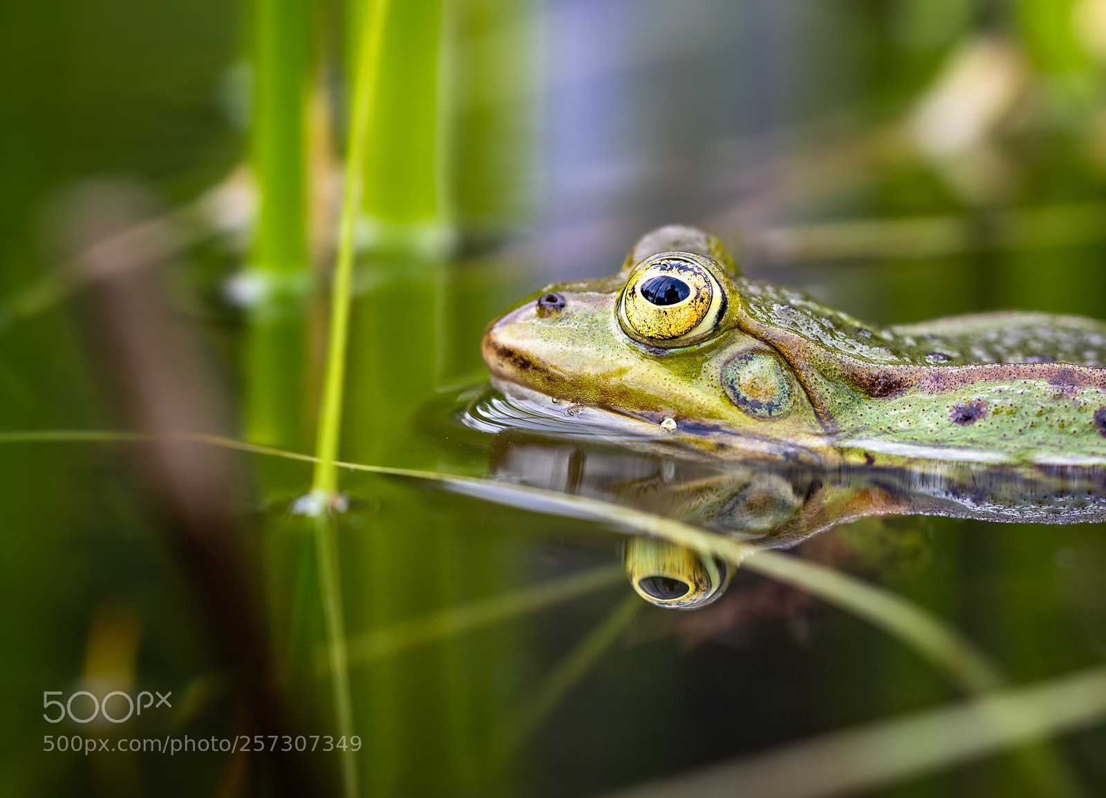 Nikon D750 sample photo. Frogs photography