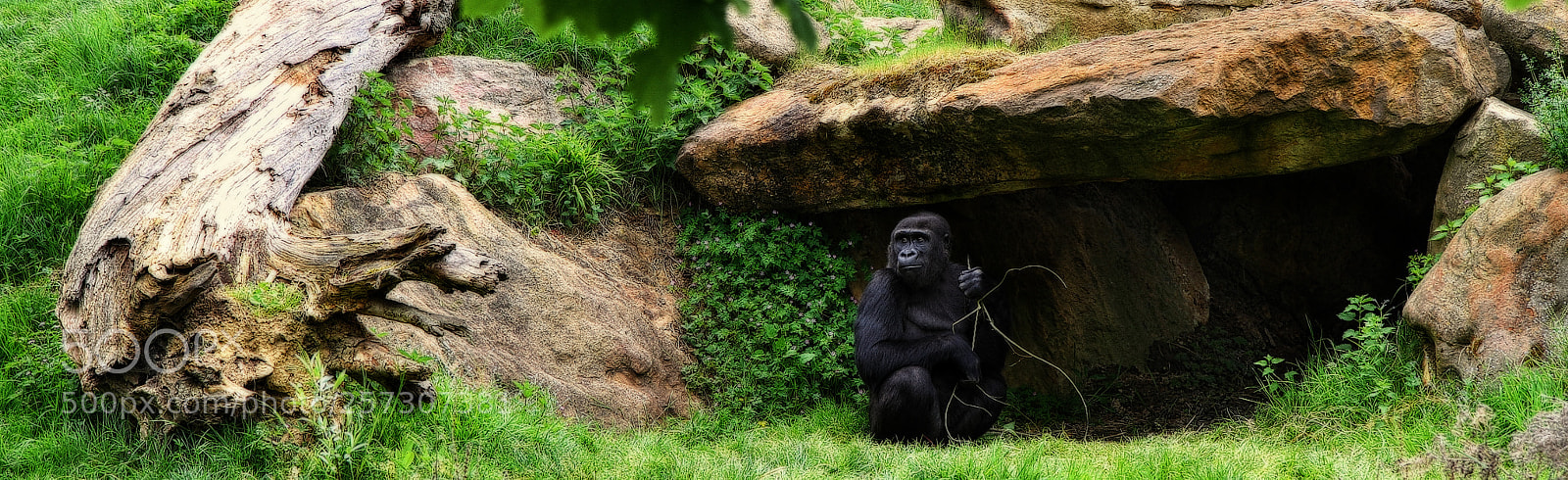Canon EOS 7D sample photo. Gorilla photography