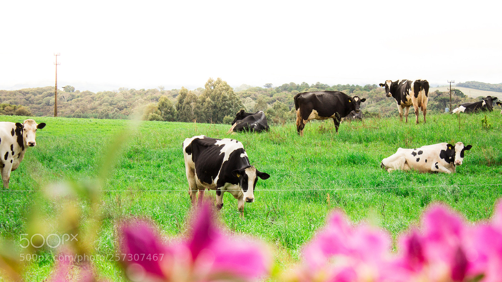 Canon EOS 1200D (EOS Rebel T5 / EOS Kiss X70 / EOS Hi) sample photo. Dairy cows in the photography