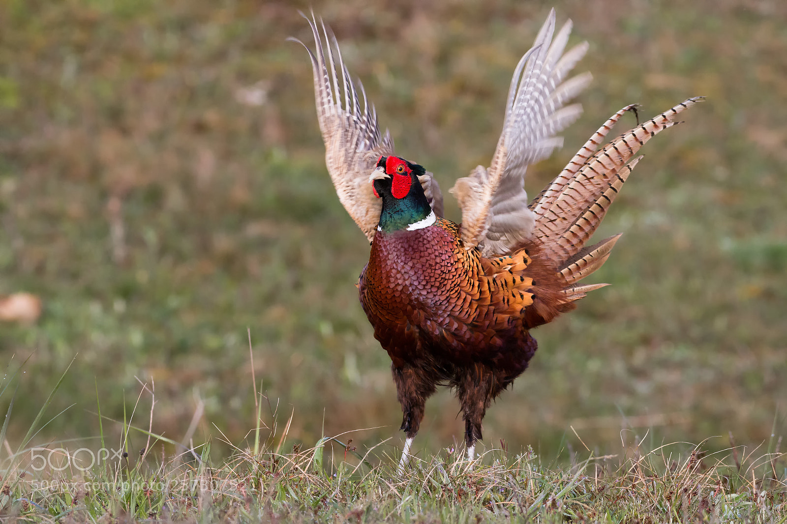 Canon EOS 70D sample photo. Fasan beim revierruf photography